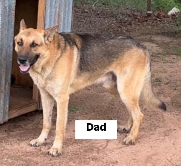 Enlarge Helix, a ADOPTABLE German Shepherd Dog in Dallas, TX image 5/5