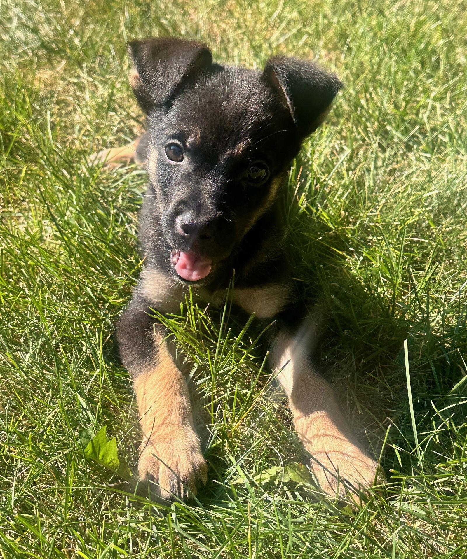 Texan Puppy Tookie, Adopted, Puppy Male German Shepherd Dog.