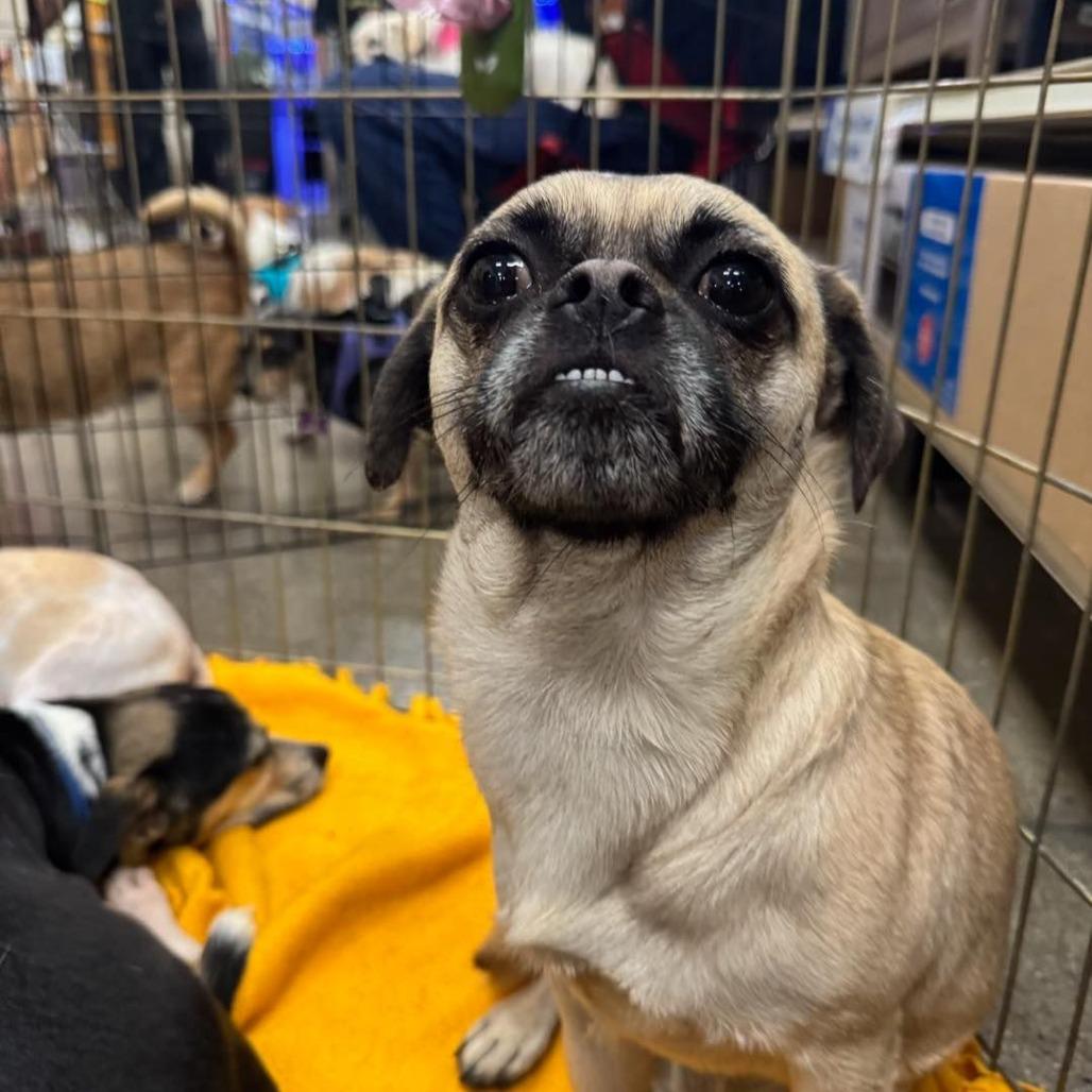 Robert, a Adoptable mixed breed in Apple Valley, CA image 1/3