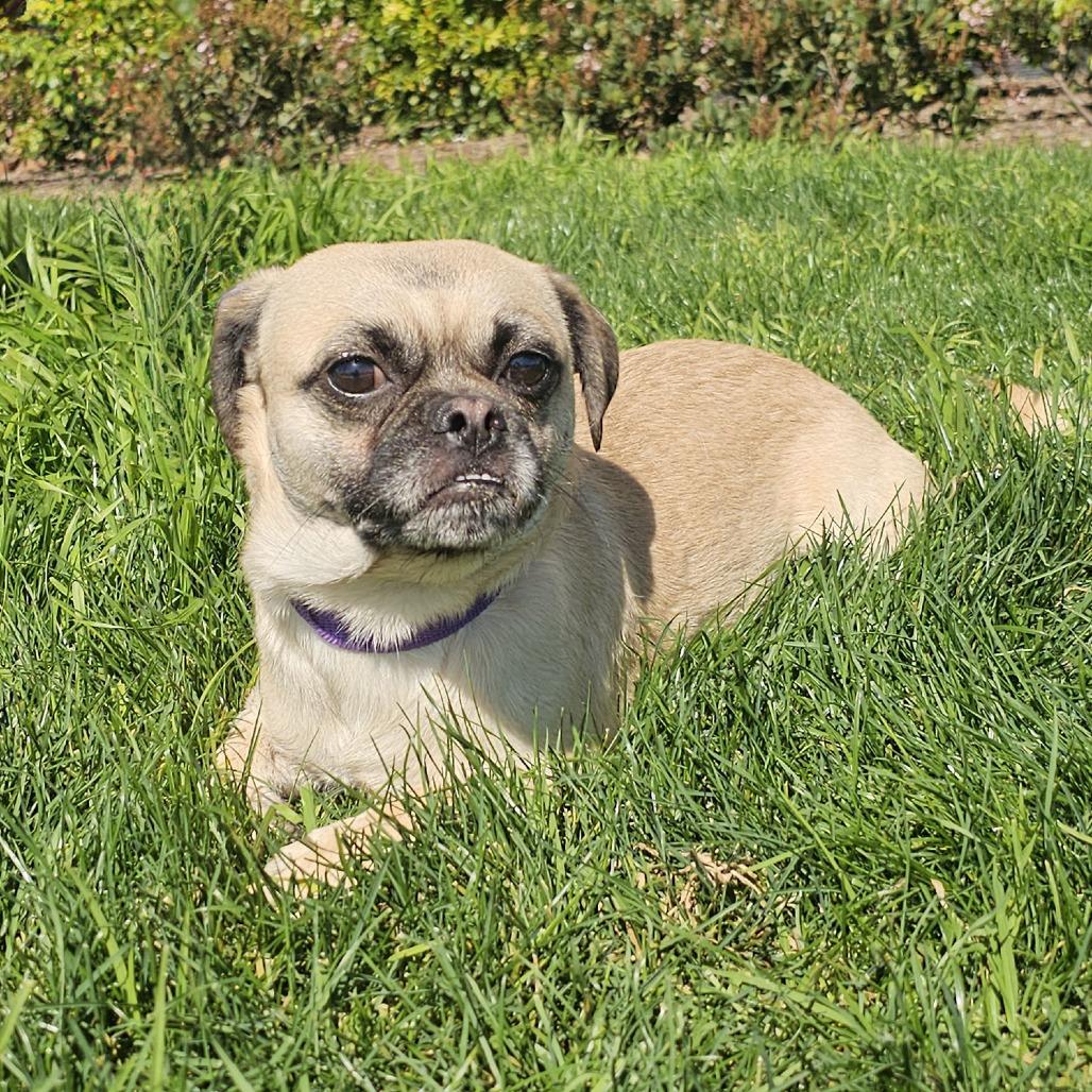Robert, a Adoptable mixed breed in Apple Valley, CA image 2/3