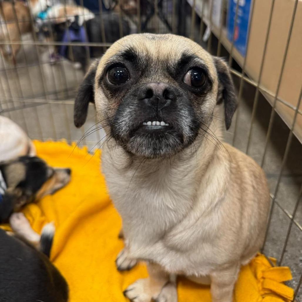 Robert, a Adoptable mixed breed in Apple Valley, CA image 3/3