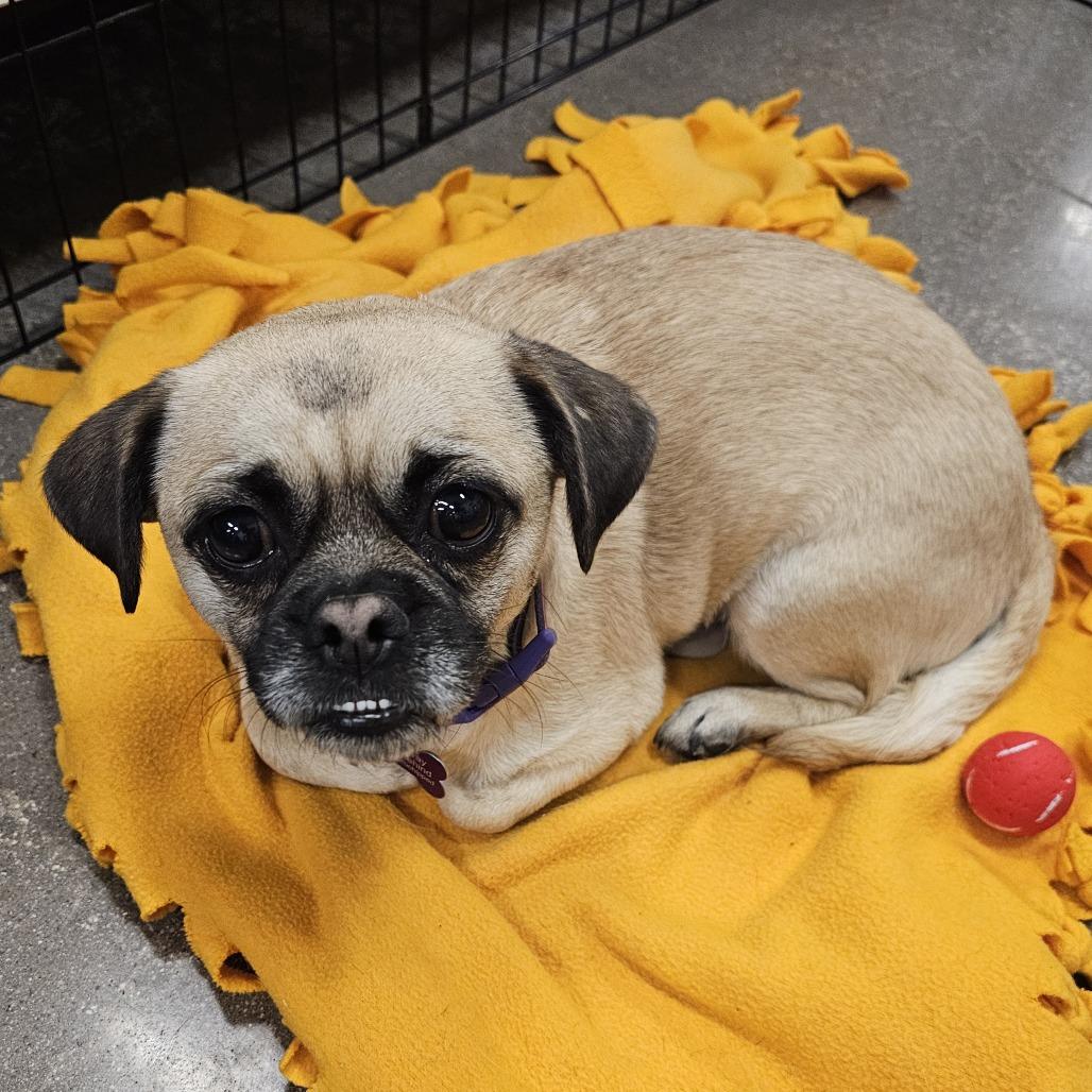Robert, a Adoptable mixed breed in Apple Valley, CA image 4/5