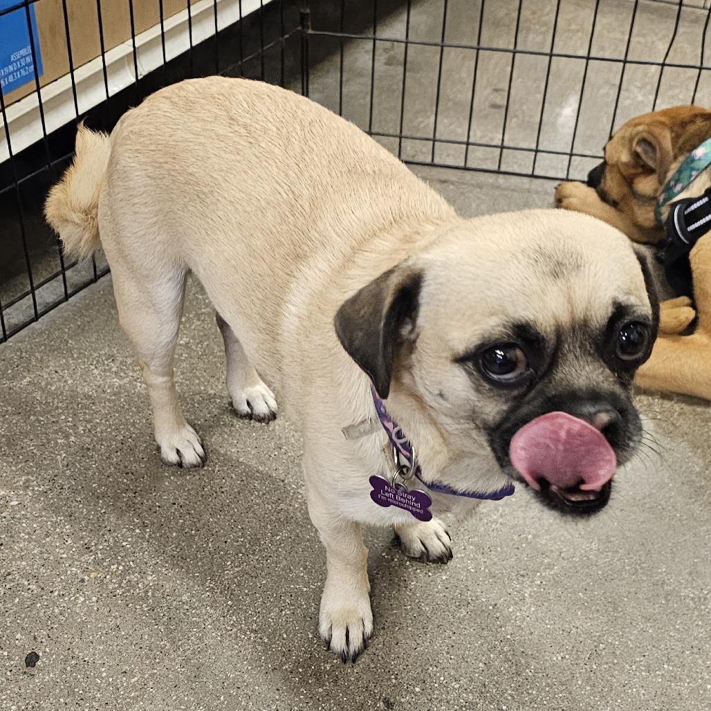 Robert, a Adoptable mixed breed in Apple Valley, CA image 5/5