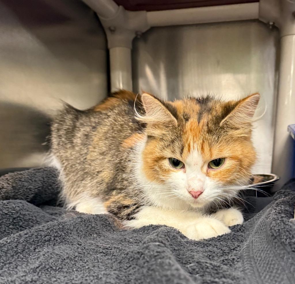 Enlarge Autumn, a Adoptable mixed breed in La Porte, IN image 1/1
