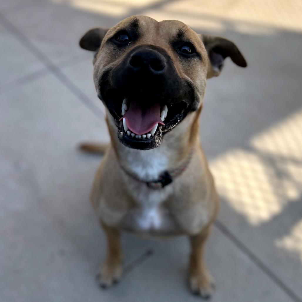Allegra, Adoptable, Adult Female Shepherd & Mixed Breed.