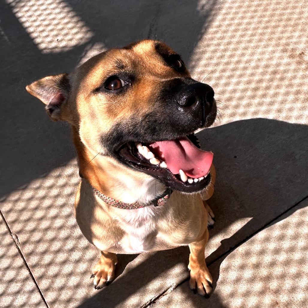Allegra, a Adoptable mixed breed in Norman, OK image 2/6