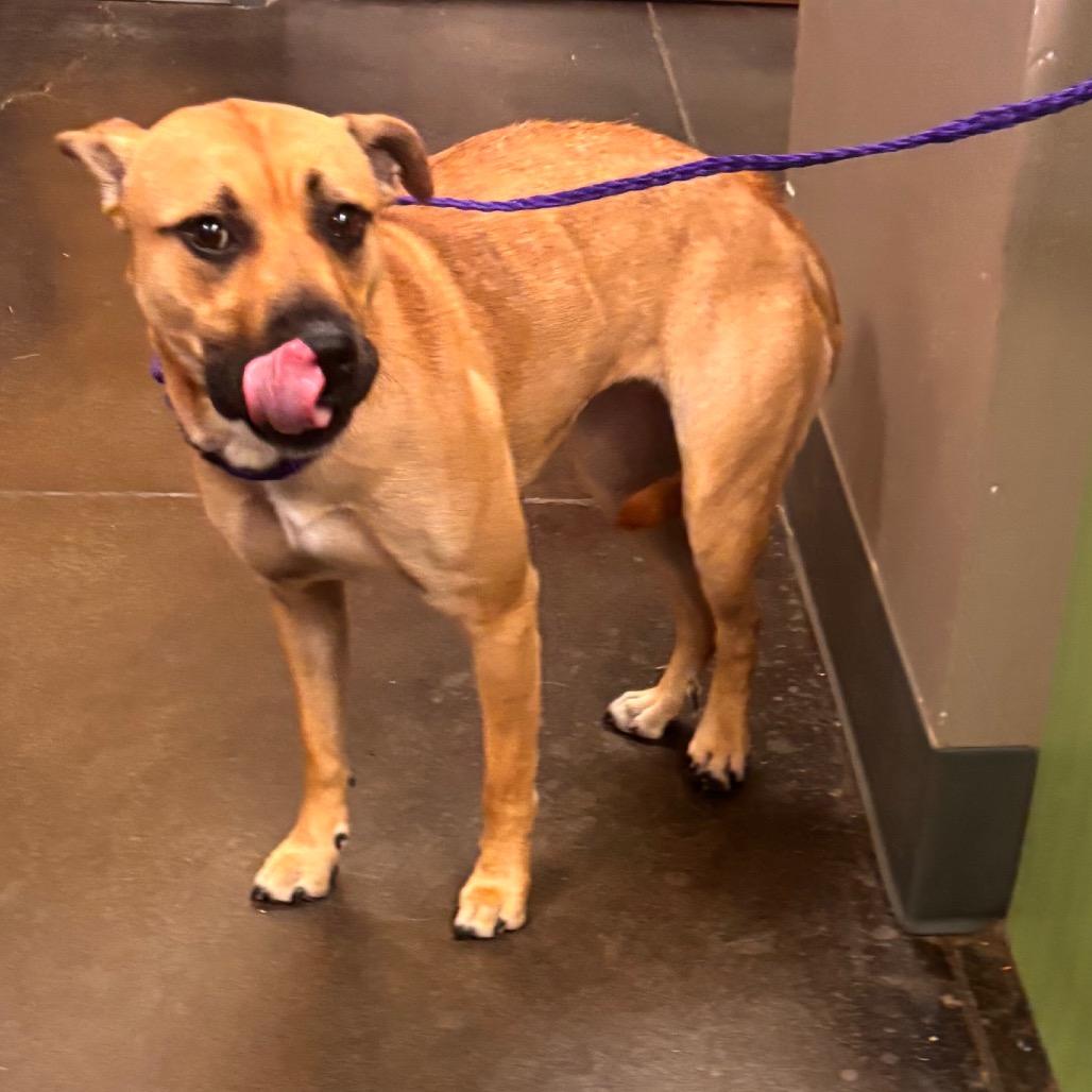Allegra, a Adoptable mixed breed in Norman, OK image 3/6