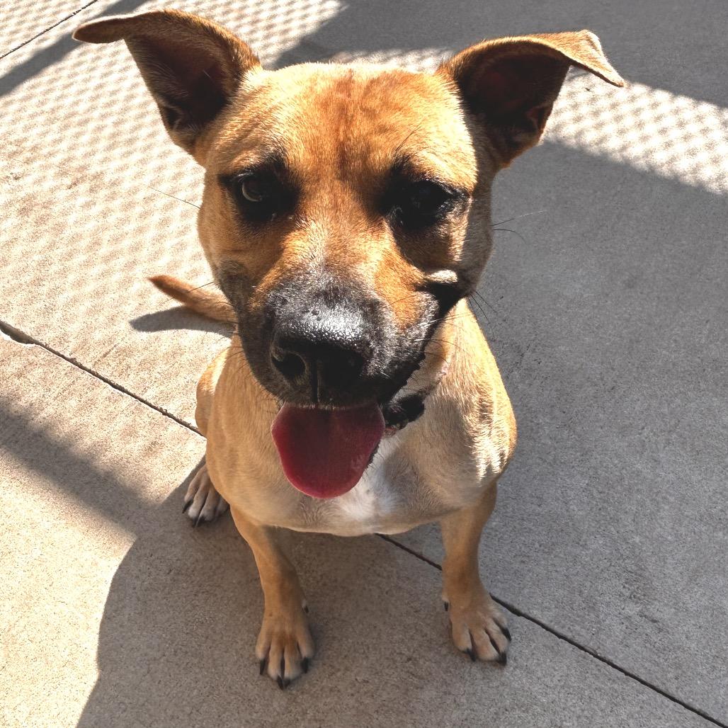 Allegra, a Adoptable mixed breed in Norman, OK image 4/6