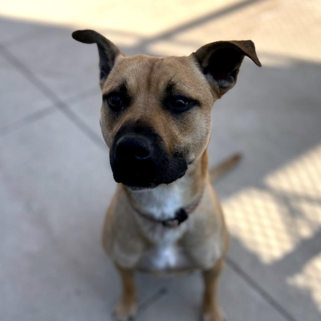 Allegra, a Adoptable mixed breed in Norman, OK image 5/6