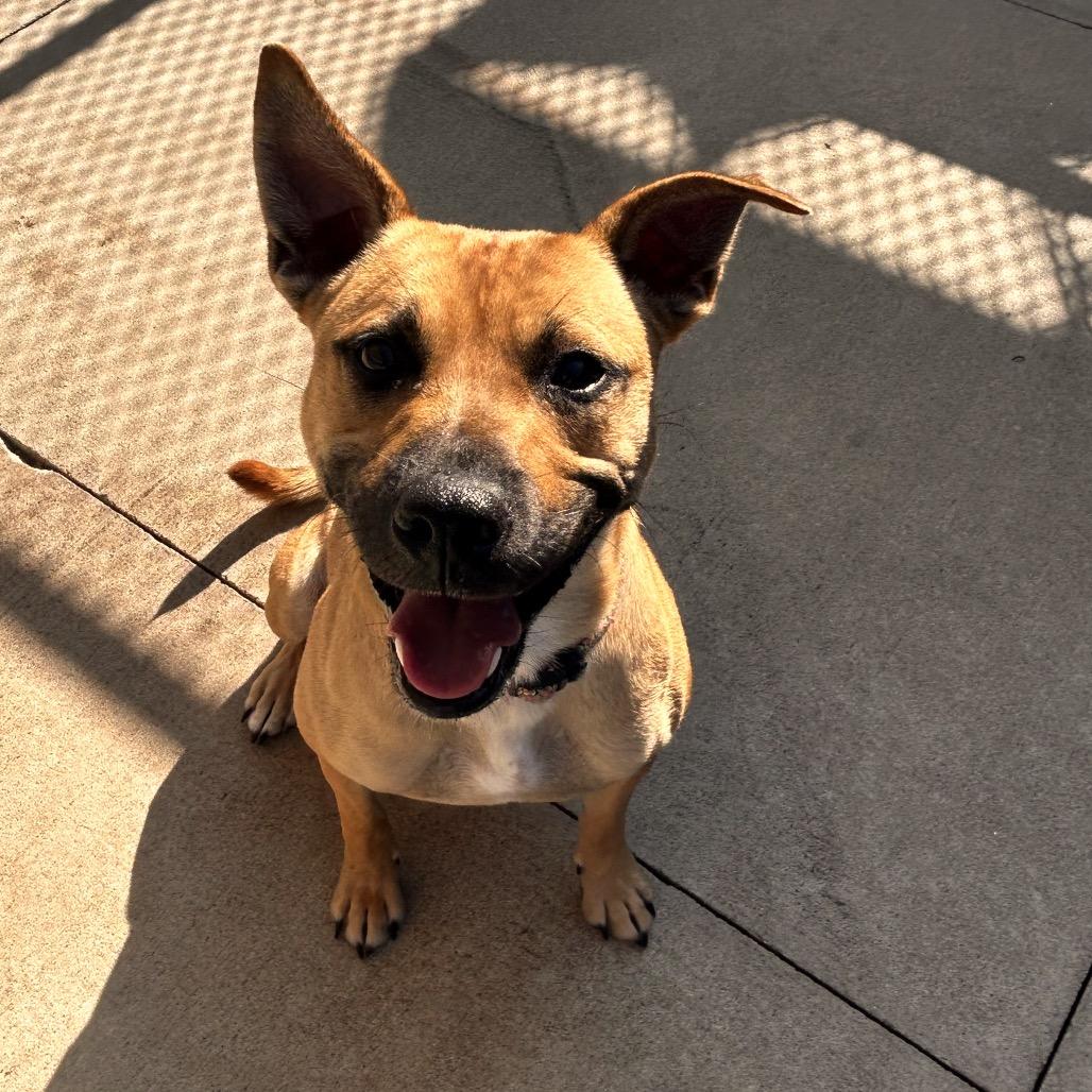 Allegra, a Adoptable mixed breed in Norman, OK image 6/6