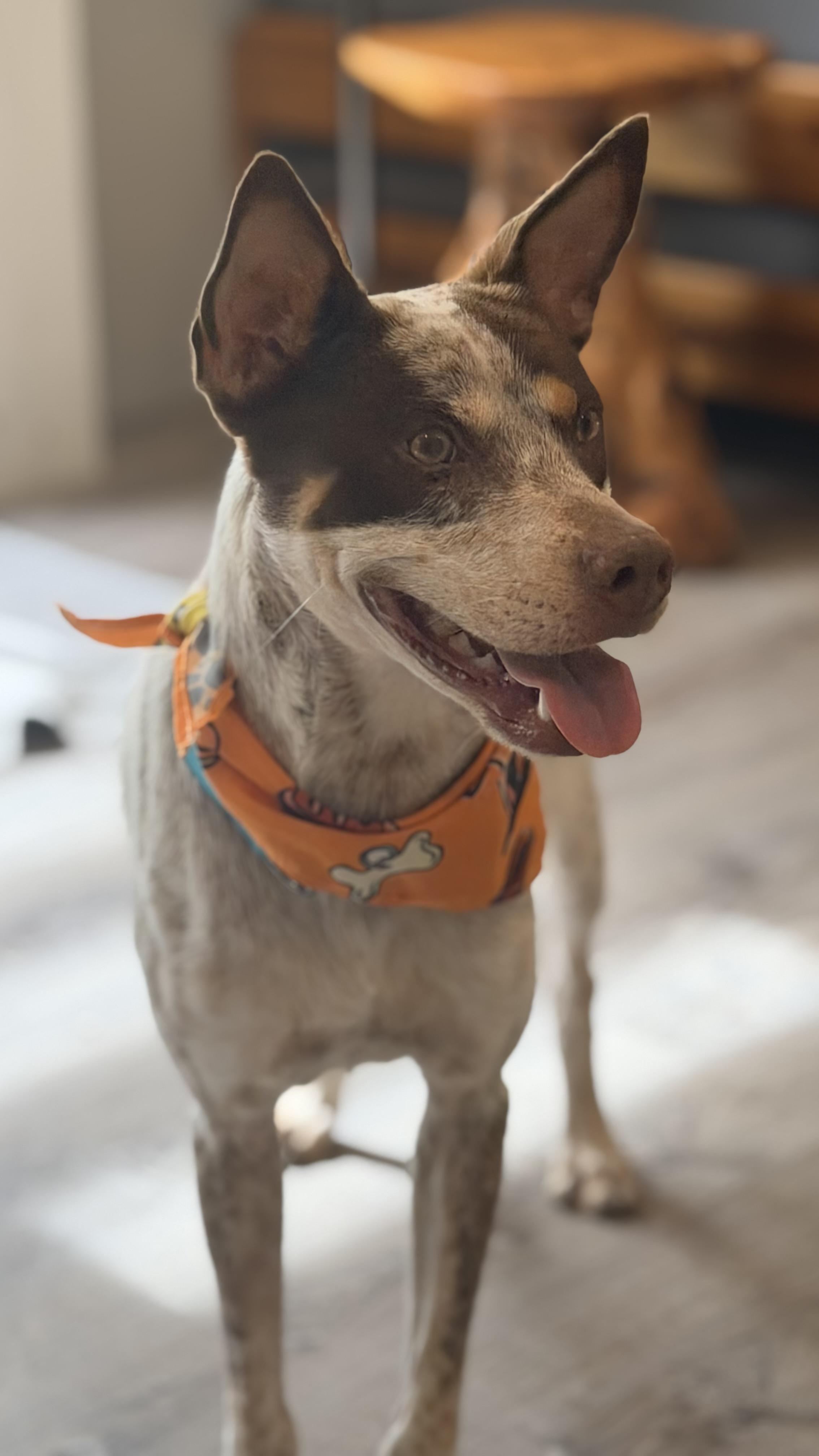 Enlarge Fonzie a babe, a Adoptable mixed breed in Framingham, , MA image 3/6