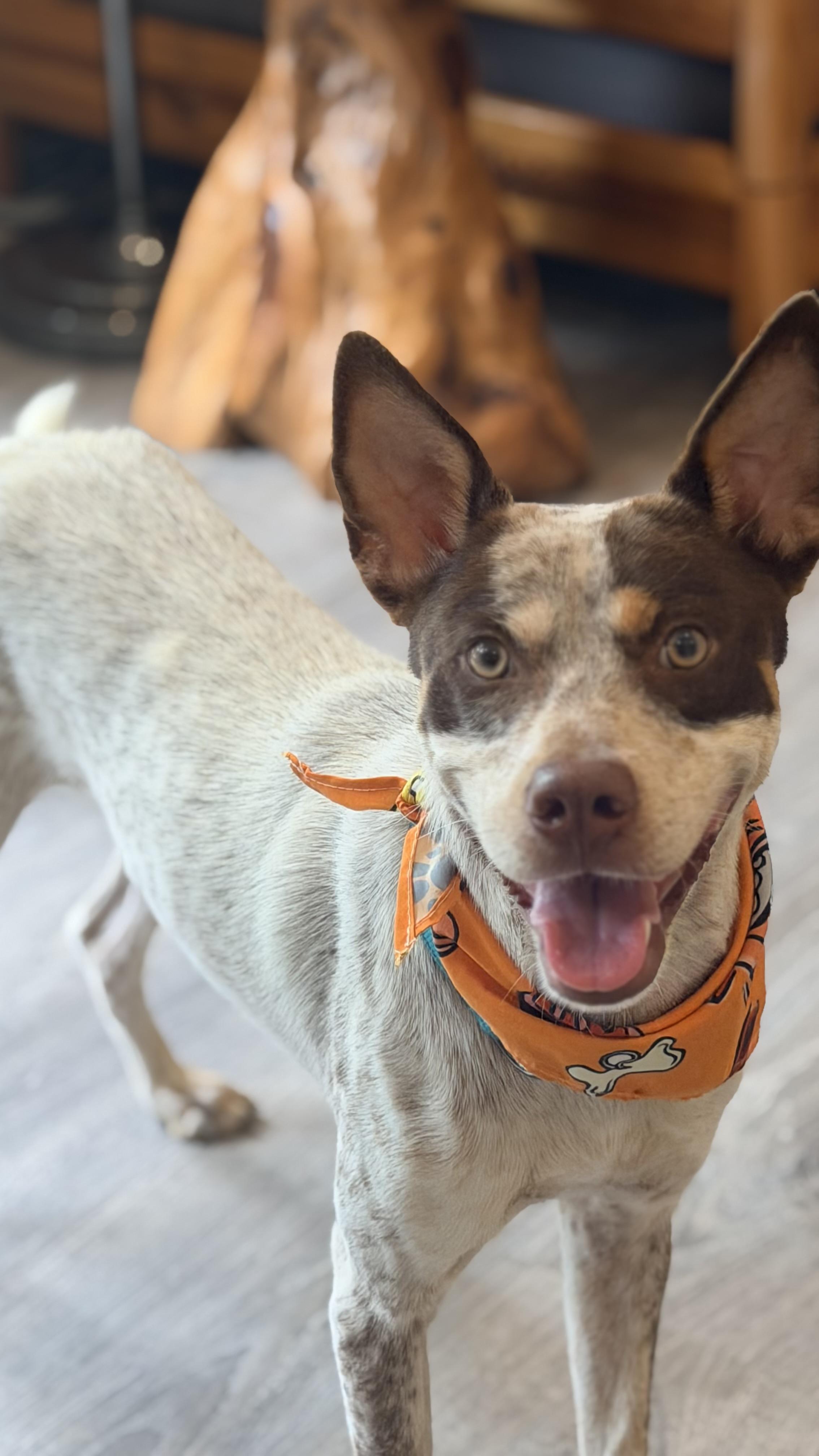 Enlarge Fonzie a babe, a Adoptable mixed breed in Framingham, , MA image 2/6