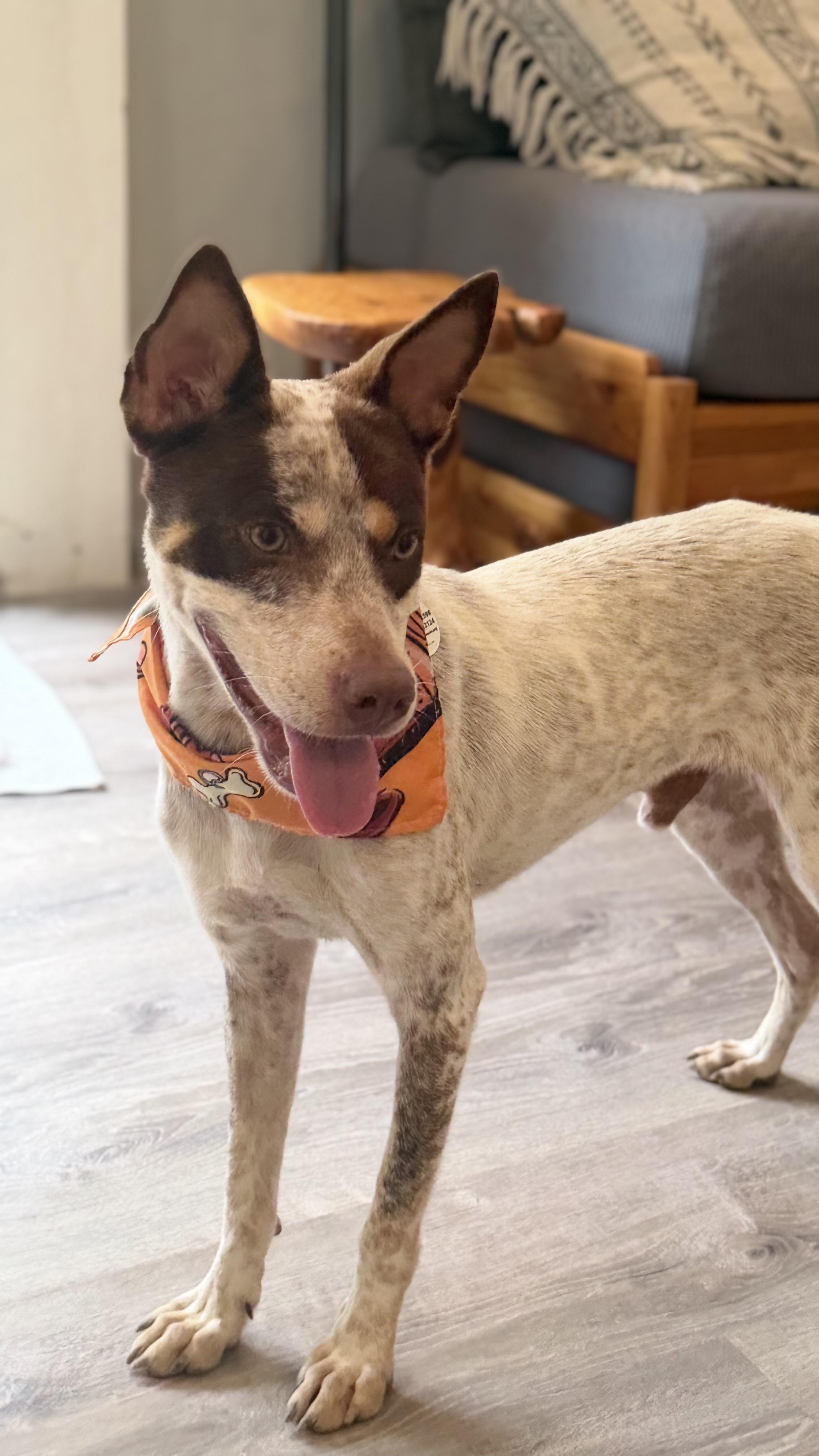 Enlarge Fonzie a babe, a Adoptable mixed breed in Framingham, , MA image 5/6