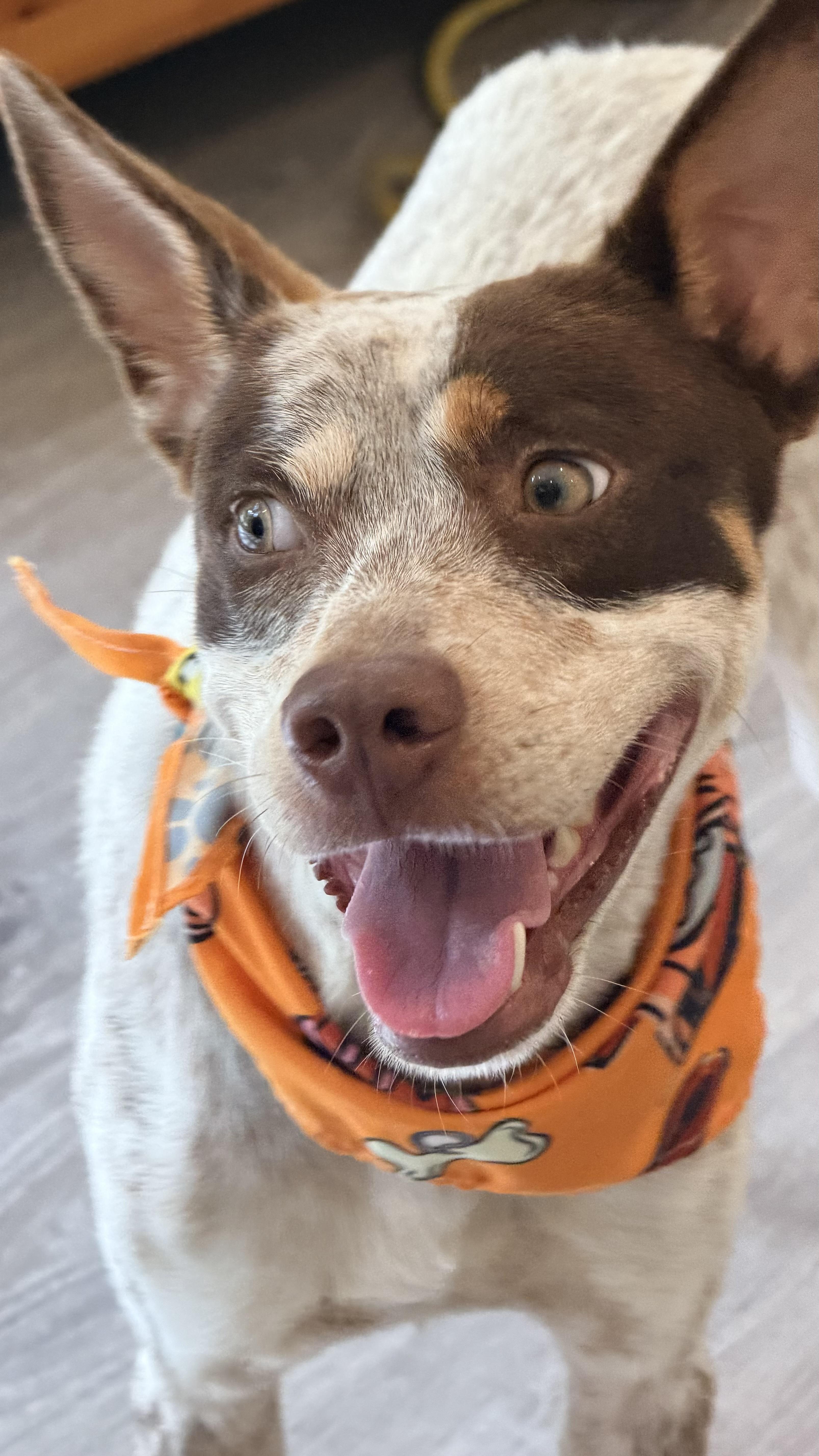 Enlarge Fonzie a babe, a Adoptable mixed breed in Framingham, , MA image 4/6