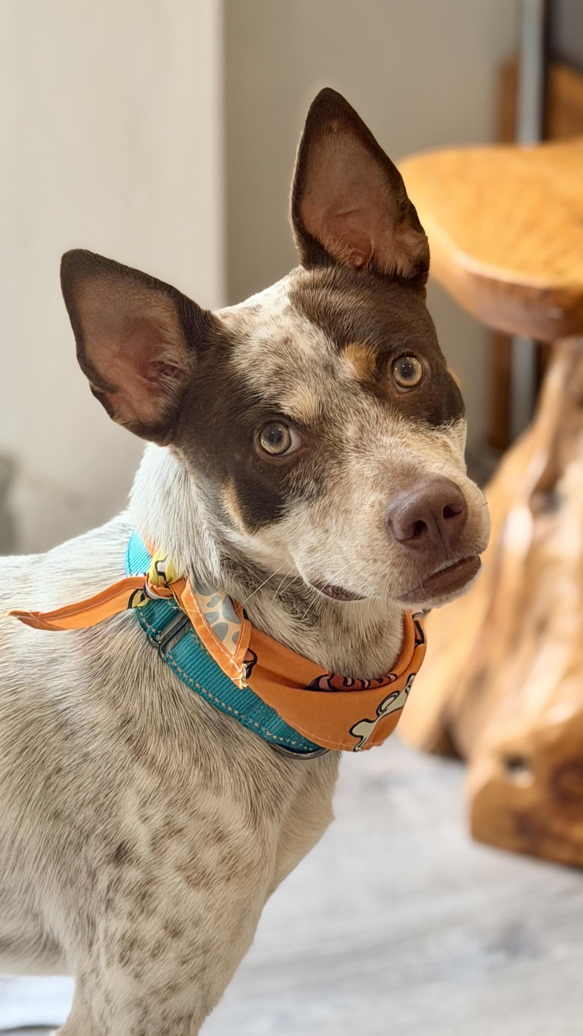 Enlarge Fonzie a babe, a Adoptable mixed breed in Framingham, , MA image 1/6