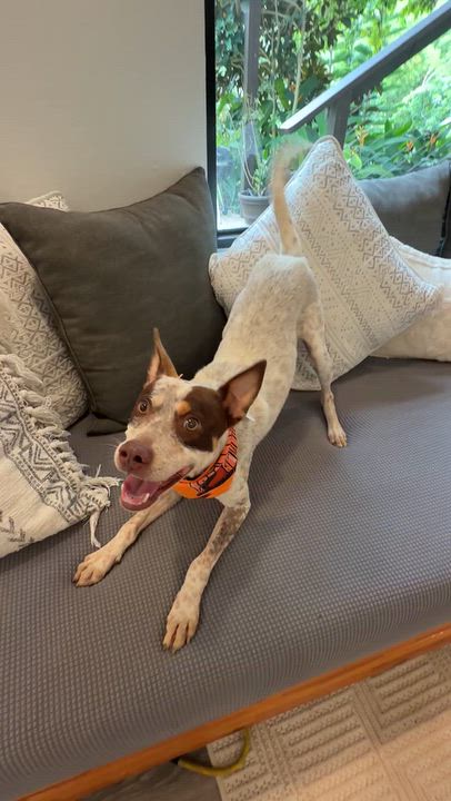 Enlarge Fonzie a babe, a Adoptable mixed breed in Framingham, , MA video 6/6