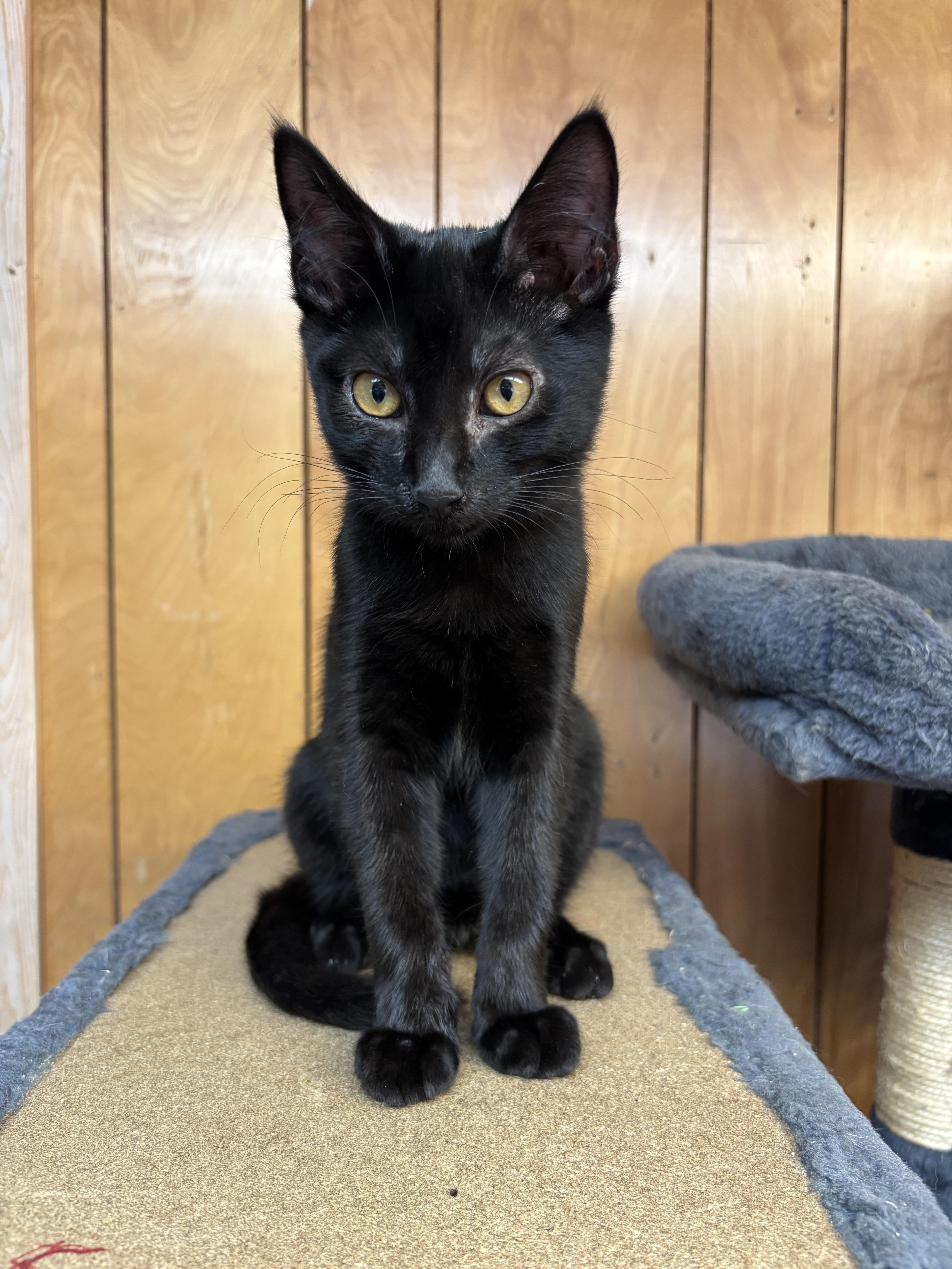 Joe, Adopted, Young Male Domestic Short Hair.