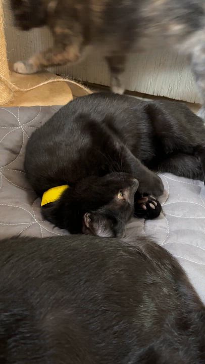 Enlarge Joe, a Adopted Domestic Short Hair in Eugene, OR video 2/2