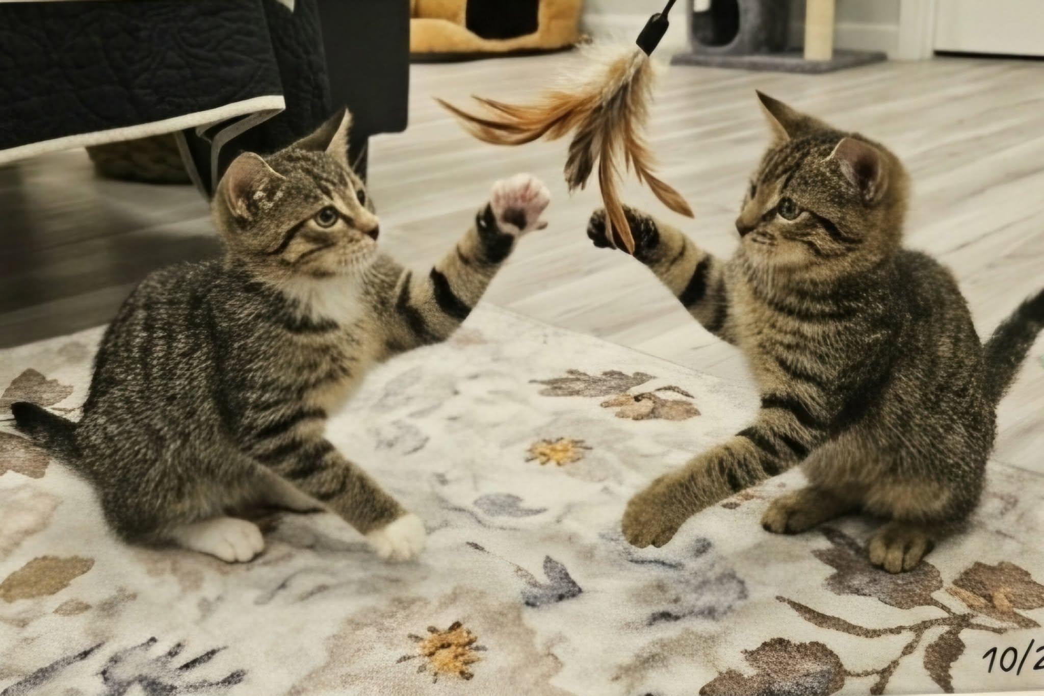 Enlarge BLAISE, an adopted Tabby in Delhi, ON image 4/6