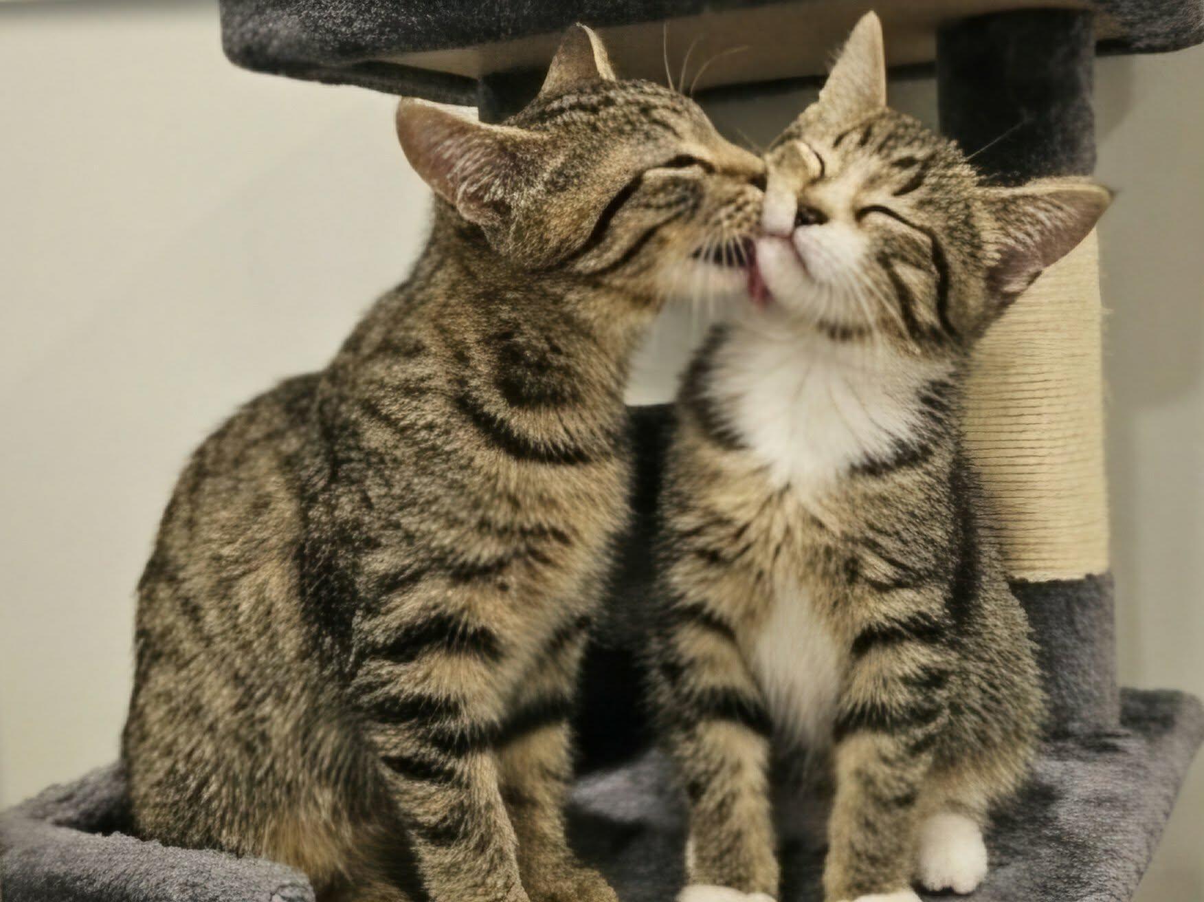 Enlarge BLAISE, an adopted Tabby in Delhi, ON image 6/6