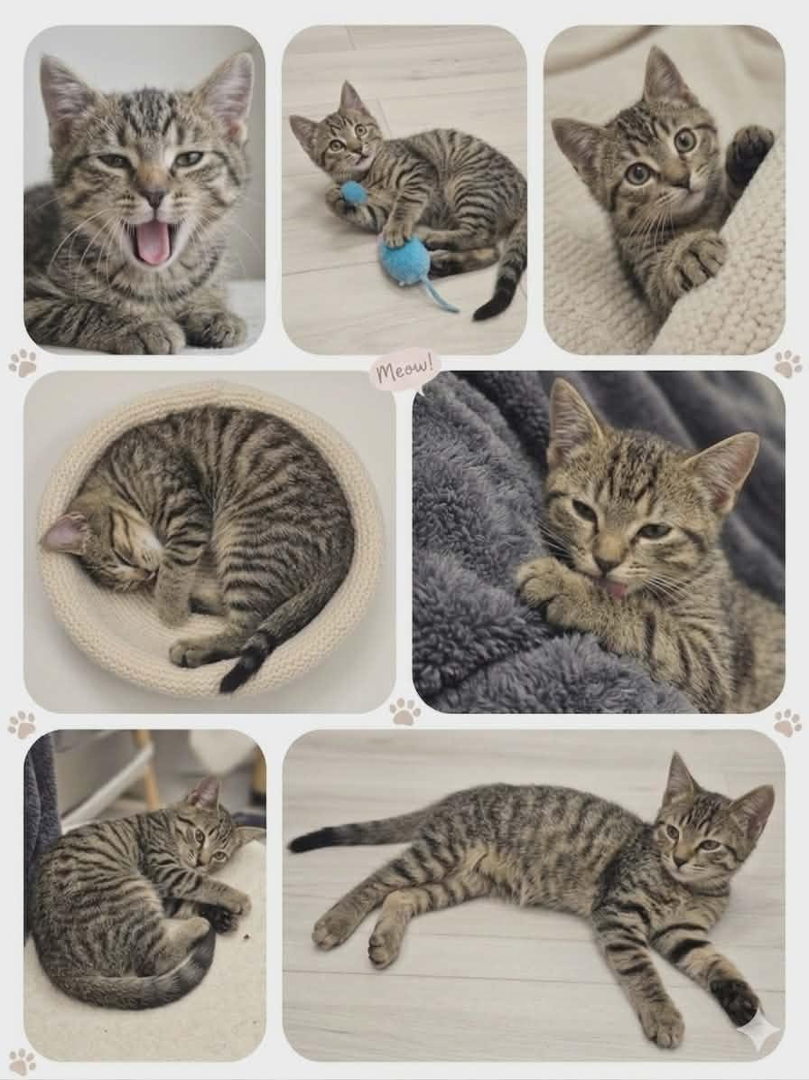 Enlarge BLAISE, an adopted Tabby in Delhi, ON image 5/6