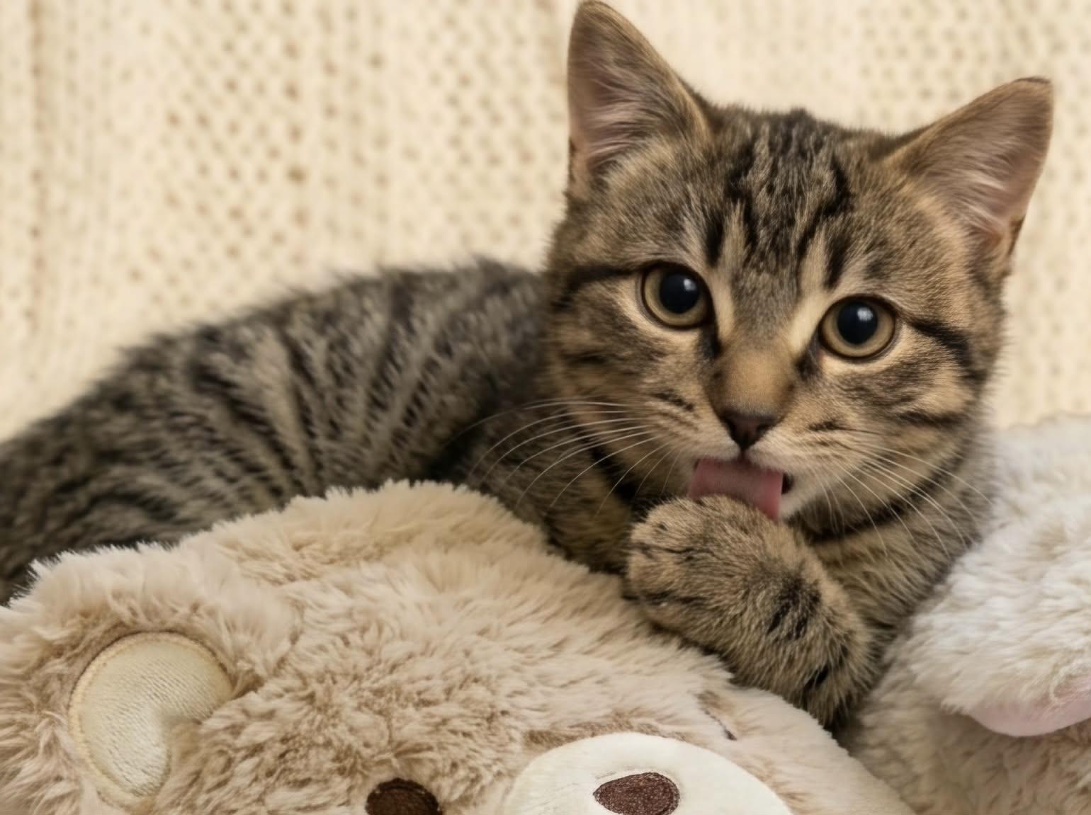 Enlarge BLAISE, an adopted Tabby in Delhi, ON image 3/6