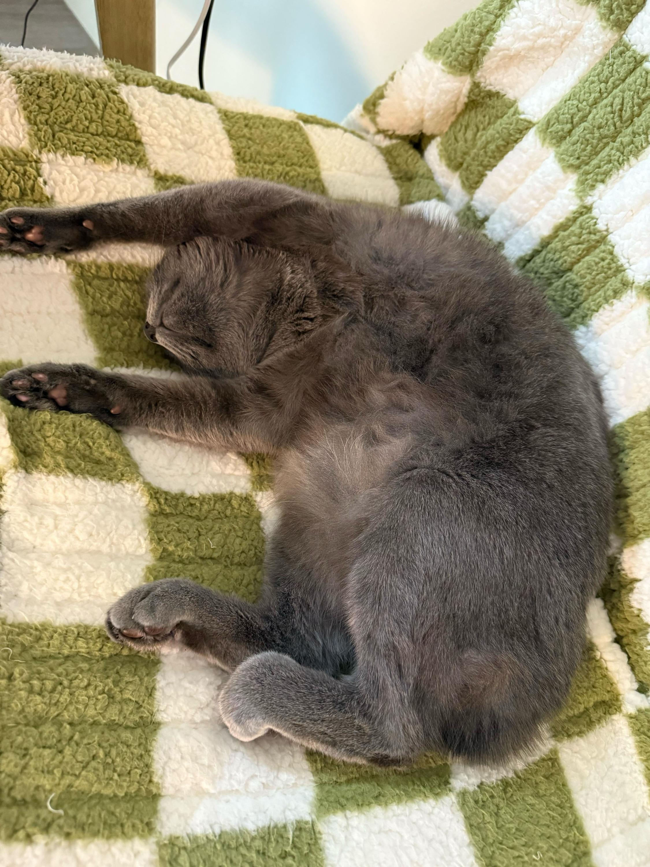 Enlarge Curry and Coriander, a Adoptable Domestic Short Hair in Seattle, WA image 5/6