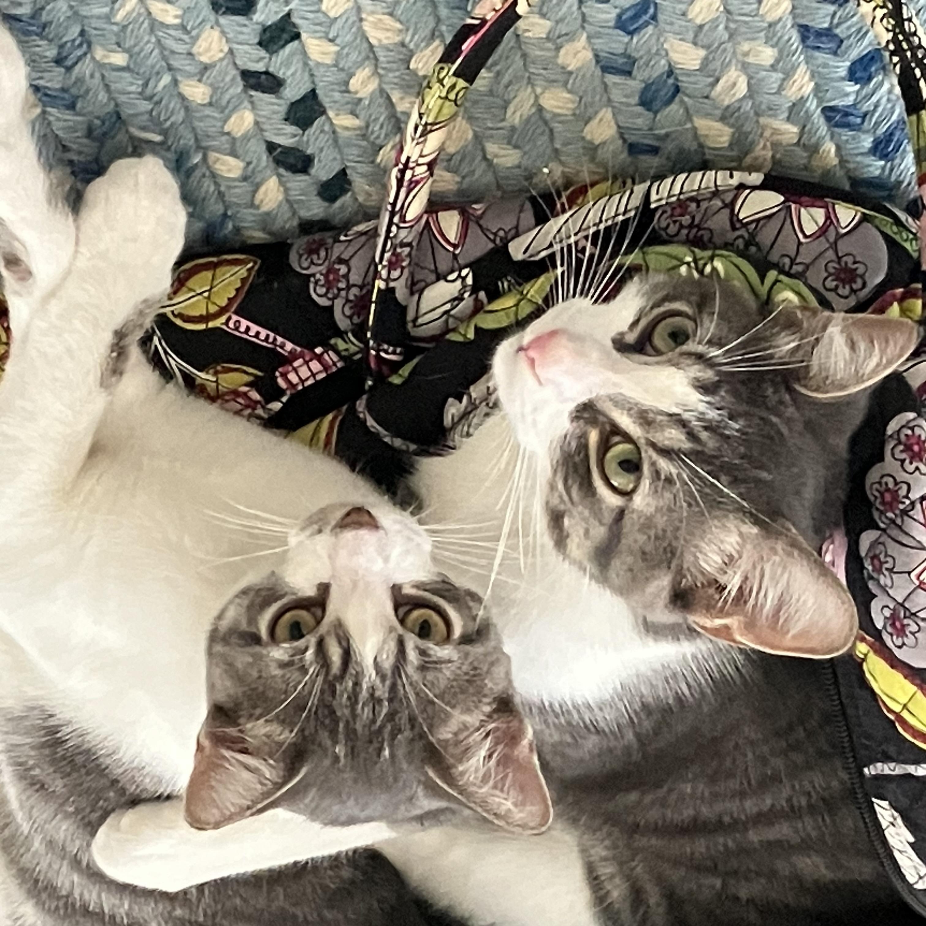 Enlarge Poppy, a Adoptable Domestic Short Hair in Philadelphia, PA image 4/6