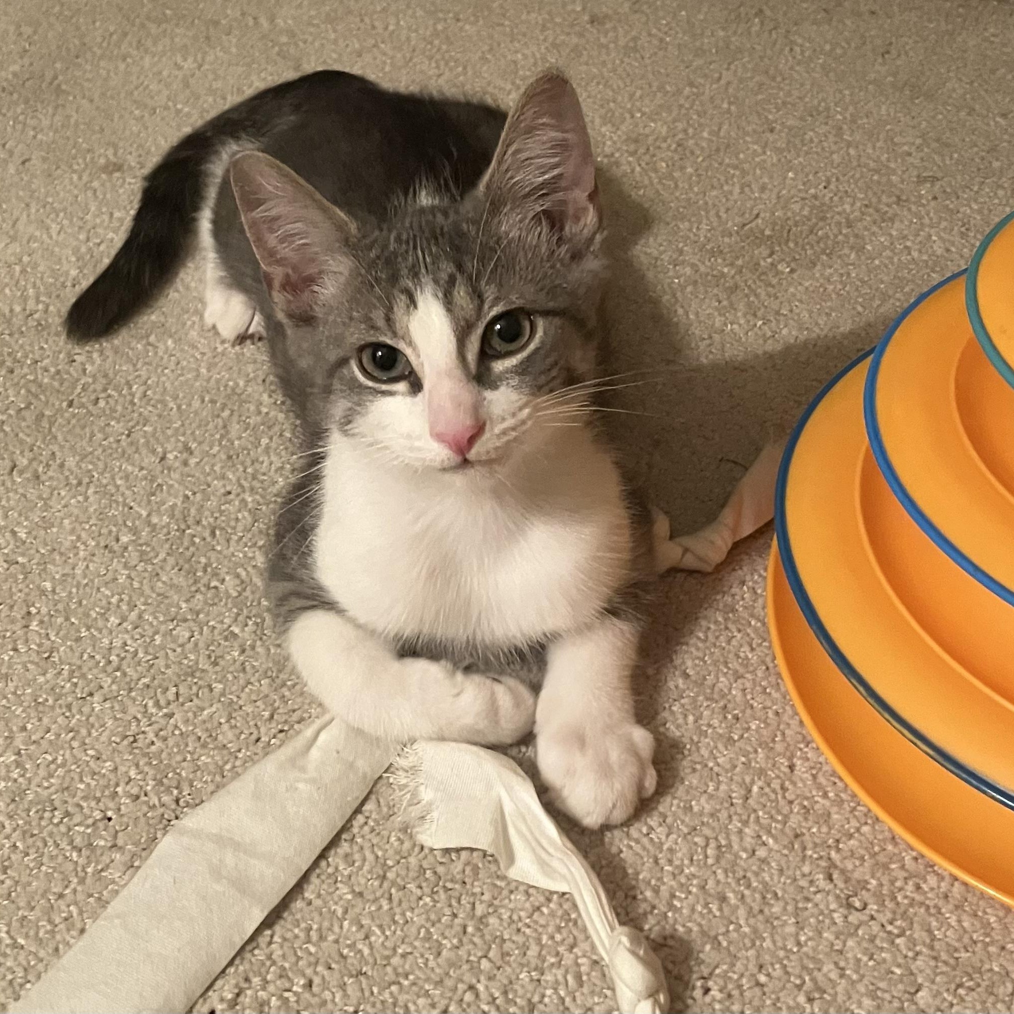 Poppy, Adoptable, Kitten Female Domestic Short Hair.