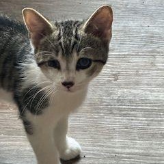 Finn