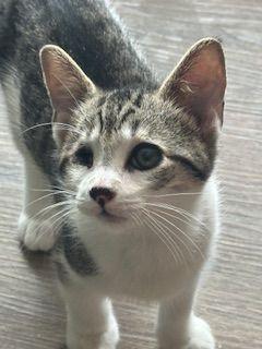 Finn