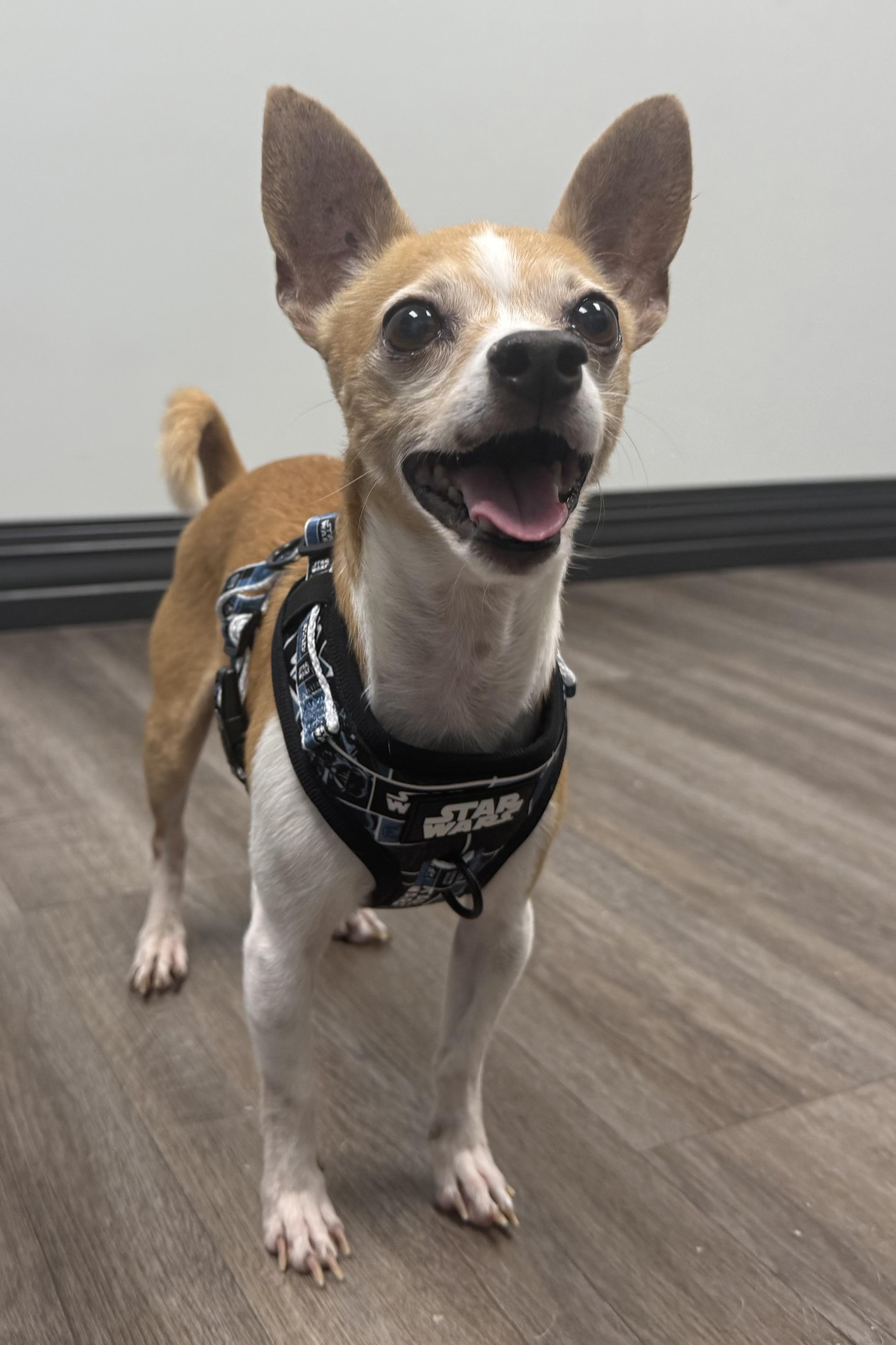 Kevin , an adopted Chihuahua in Plant City, FL image 2/5