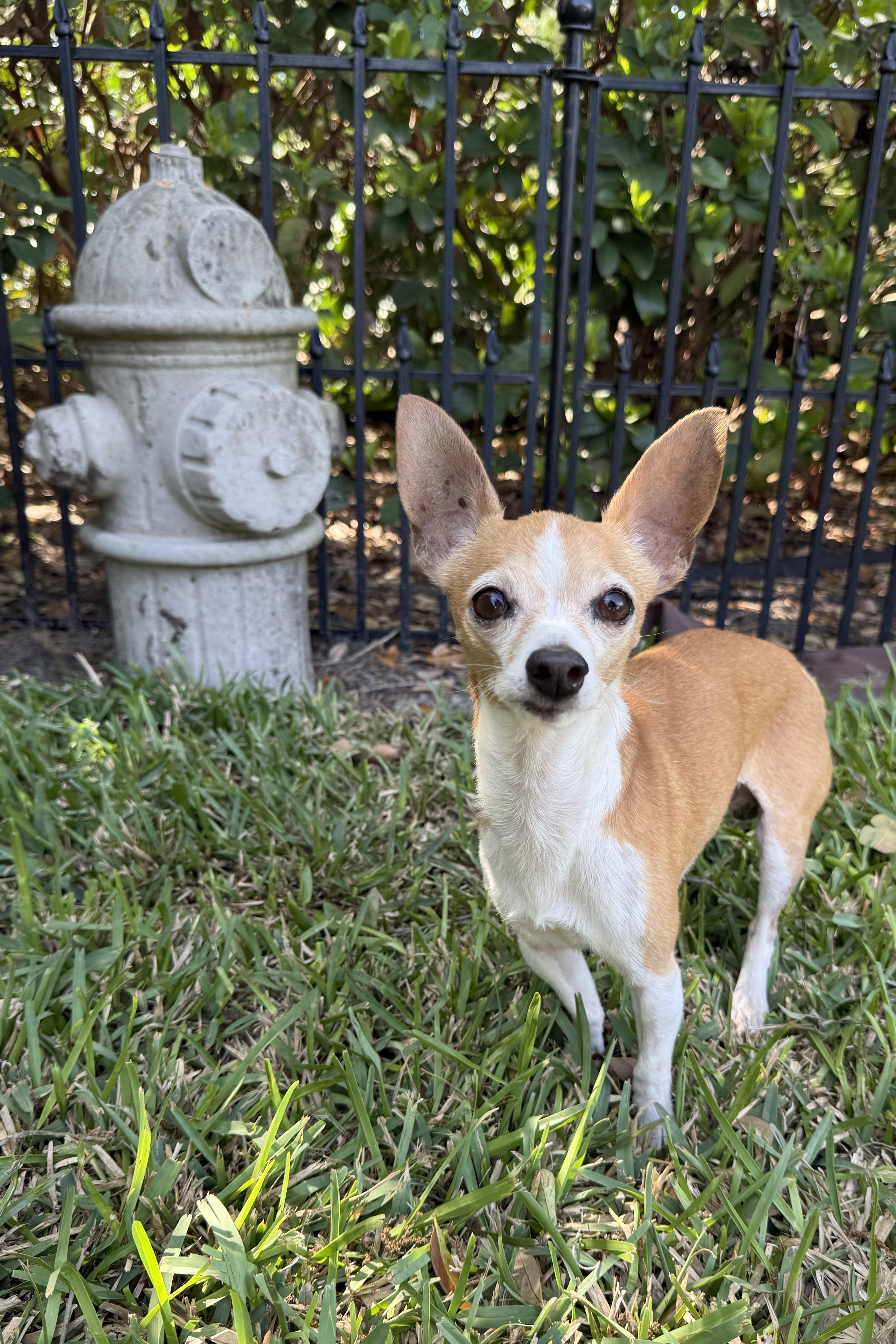 Kevin , an adopted Chihuahua in Plant City, FL image 1/5