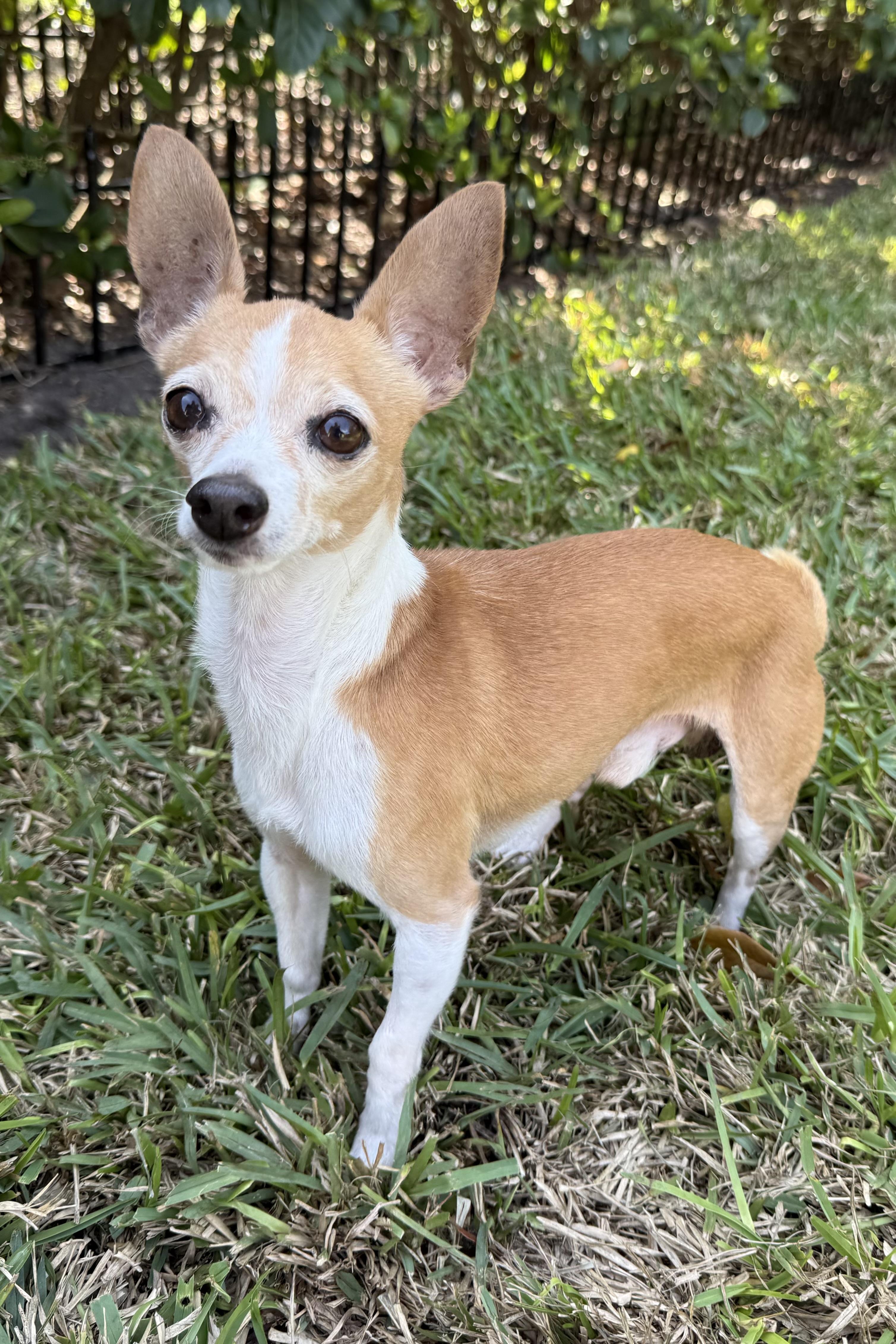 Kevin , an adopted Chihuahua in Plant City, FL image 5/5