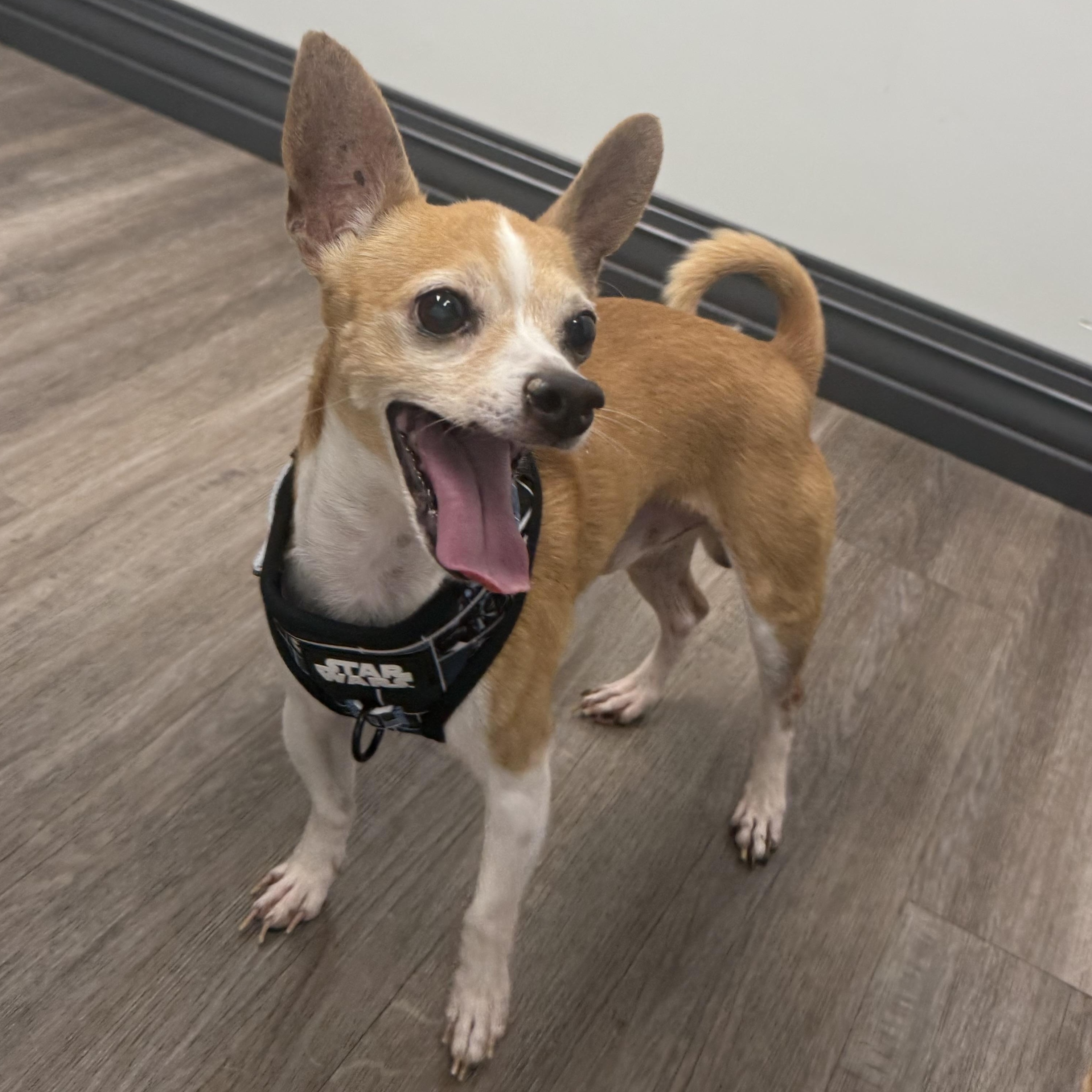 Kevin , an adopted Chihuahua in Plant City, FL image 3/5