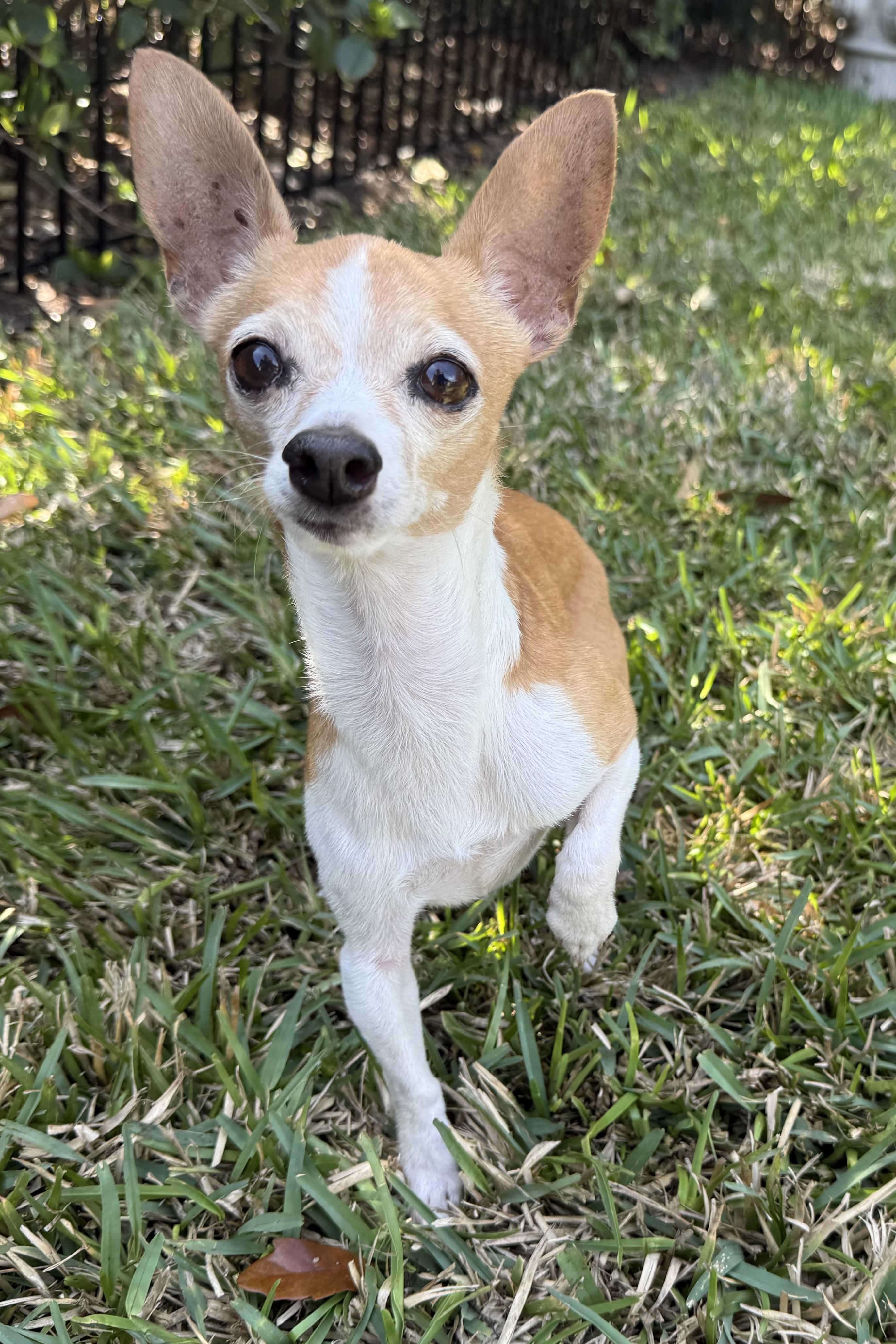 Kevin , an adopted Chihuahua in Plant City, FL image 4/5