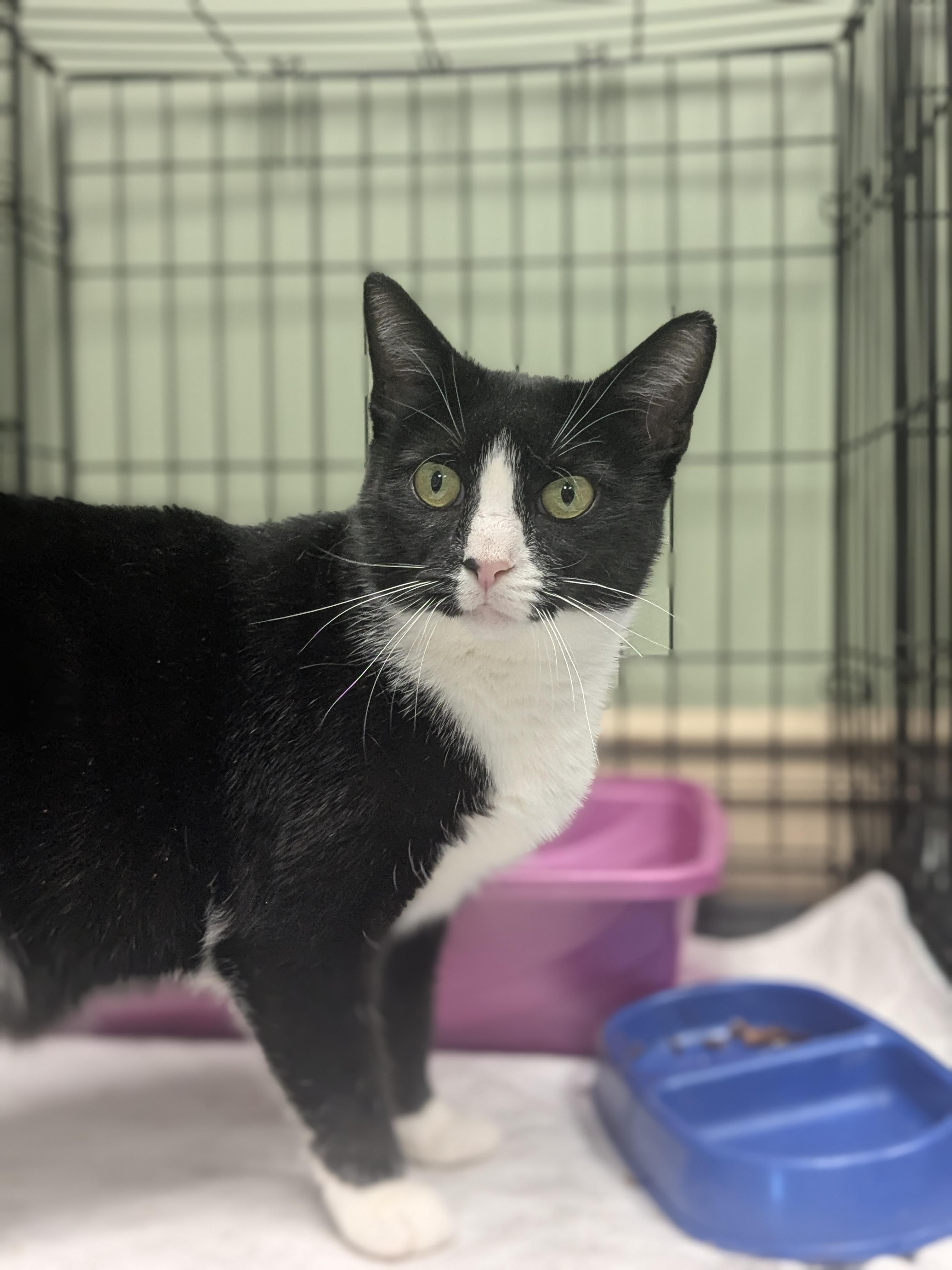 Enlarge Rascal, a Adoptable Domestic Short Hair in Newburgh, NY image 1/4