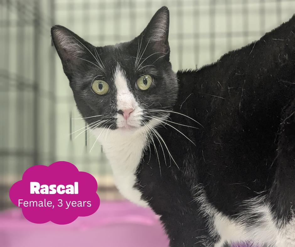 Enlarge Rascal, a Adoptable Domestic Short Hair in Newburgh, NY image 2/4