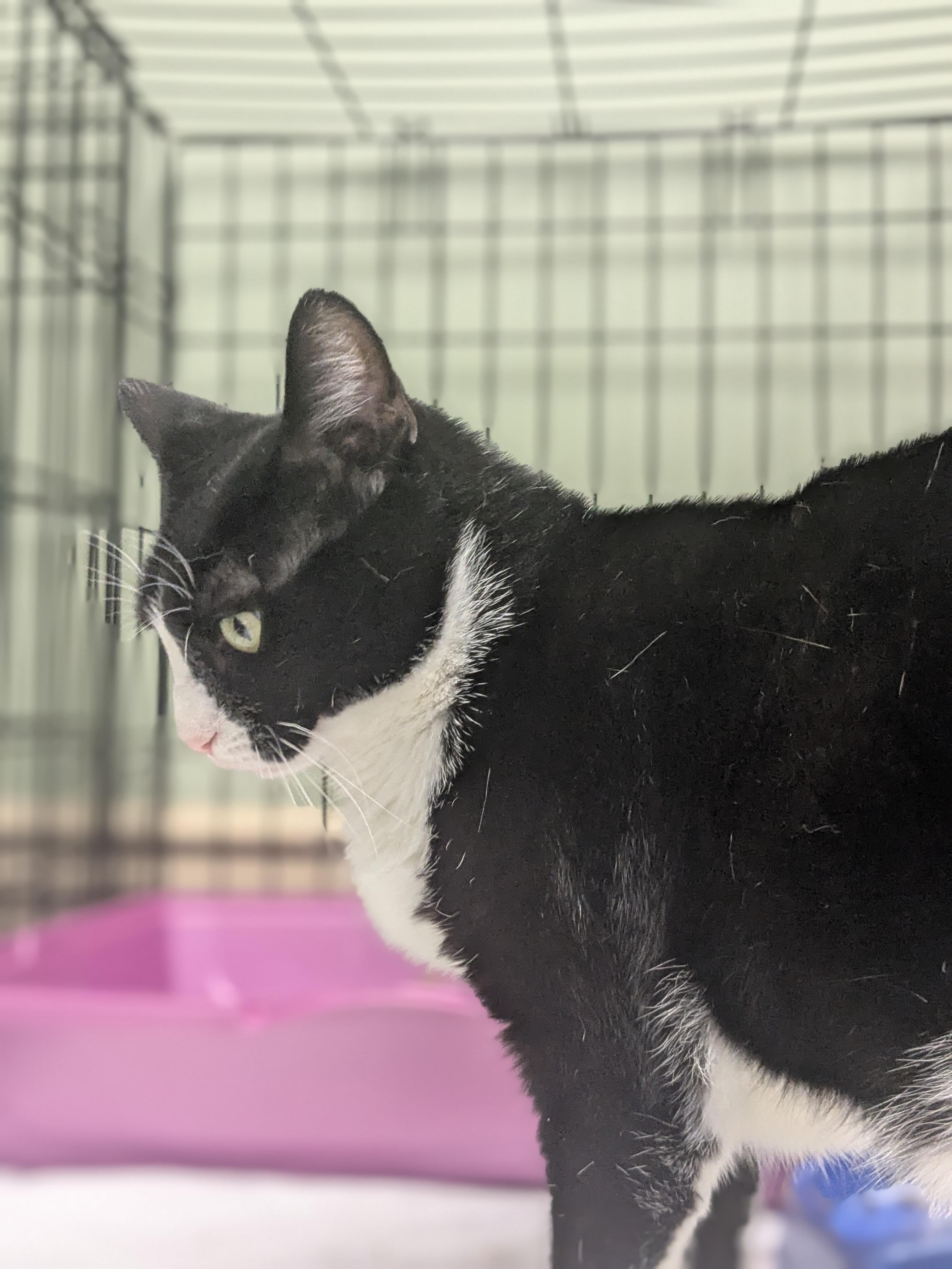 Enlarge Rascal, a Adoptable Domestic Short Hair in Newburgh, NY image 3/4