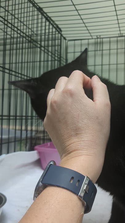 Enlarge Rascal, a Adoptable Domestic Short Hair in Newburgh, NY video 4/4