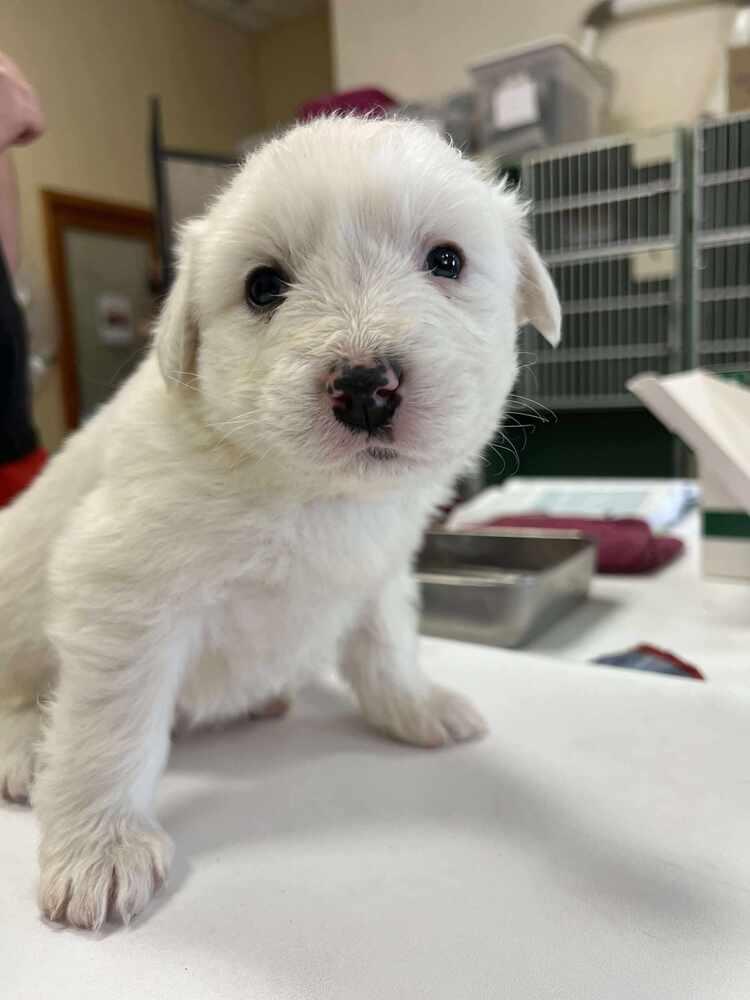 Aphrodite, Adoptable, Puppy Female Great Pyrenees.