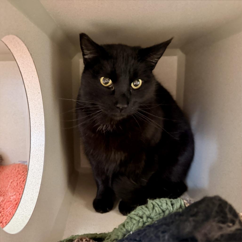 Enlarge Leia, a Adoptable Domestic Short Hair in Pagosa Springs, CO image 1/1