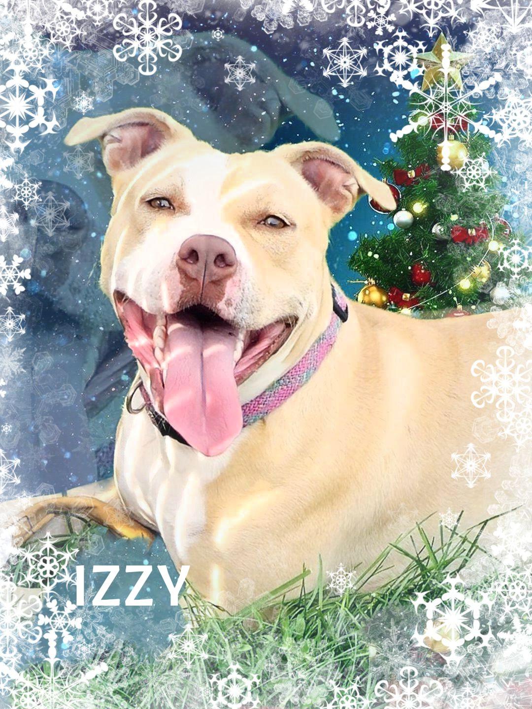 Izzy, a Adoptable mixed breed in Whiting, IN image 2/4