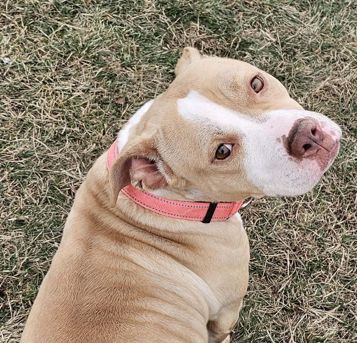 Izzy, a Adoptable mixed breed in Whiting, IN image 3/6