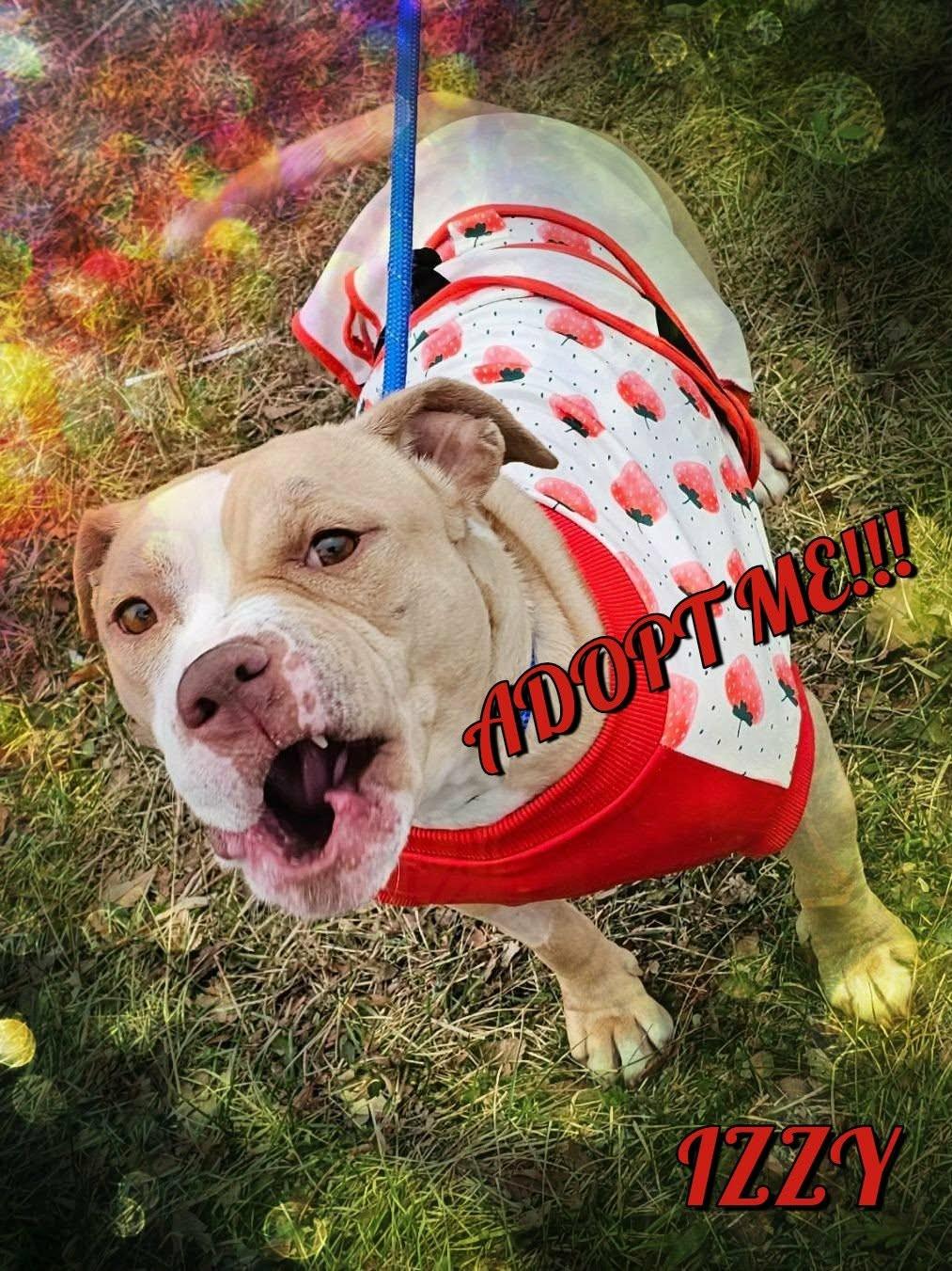 Izzy, Adoptable, Adult Female Staffordshire Bull Terrier.