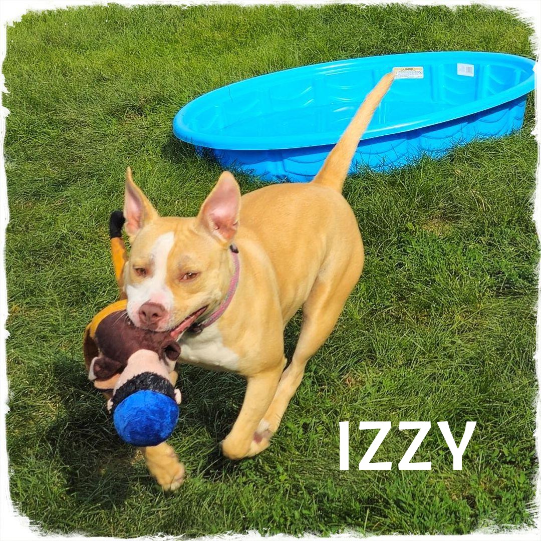 Izzy, a Adoptable mixed breed in Whiting, IN image 3/4