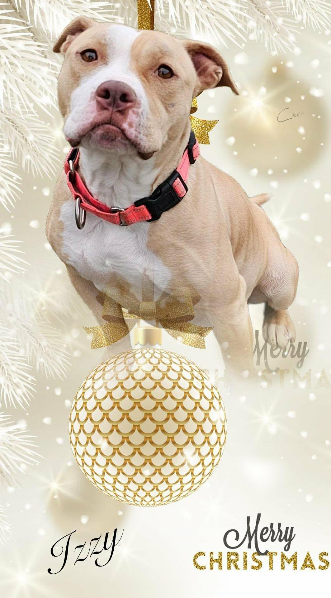 Izzy, a Adoptable mixed breed in Whiting, IN image 2/6