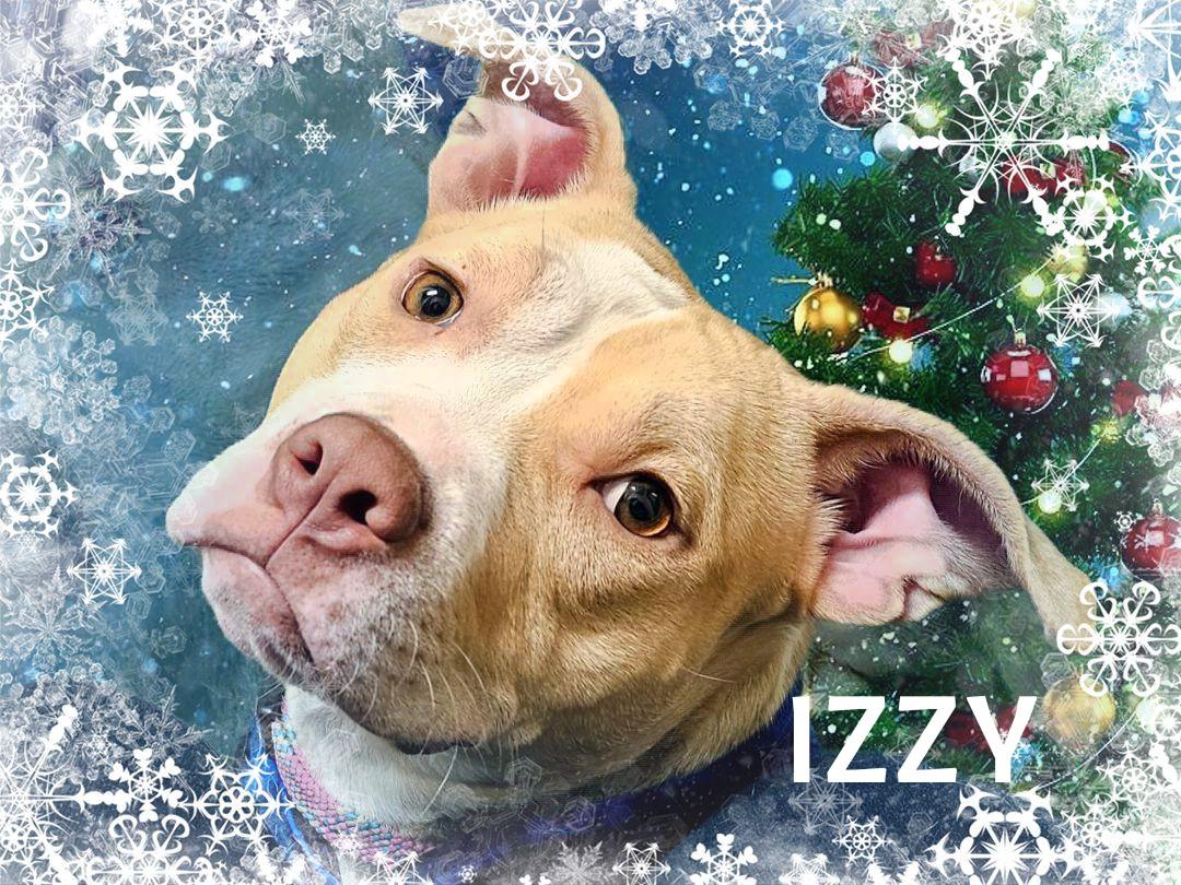 Izzy, Adoptable, Adult Female Staffordshire Bull Terrier.