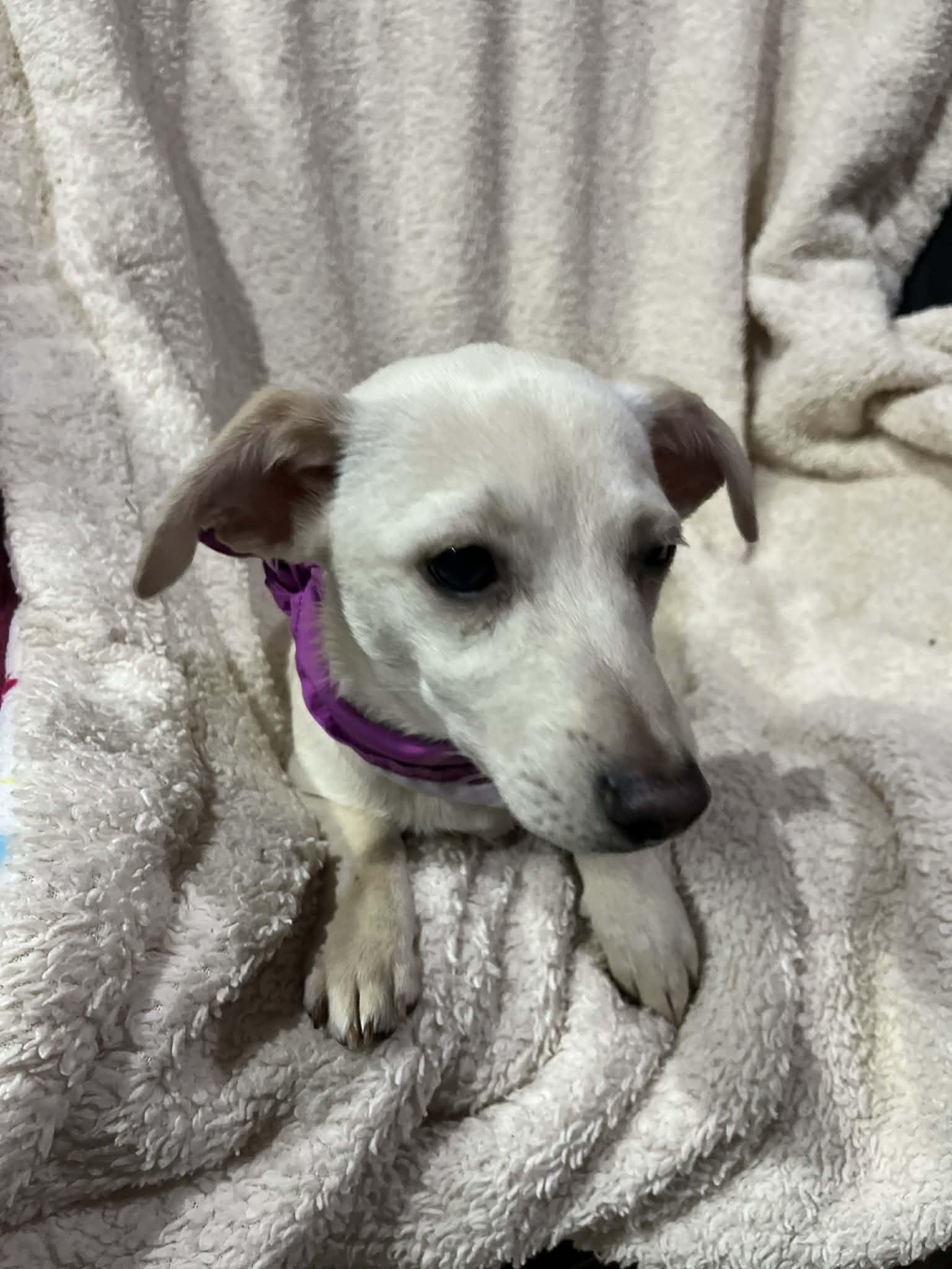 Enlarge JuJu, an adopted mixed breed in Poway, CA image 2/6