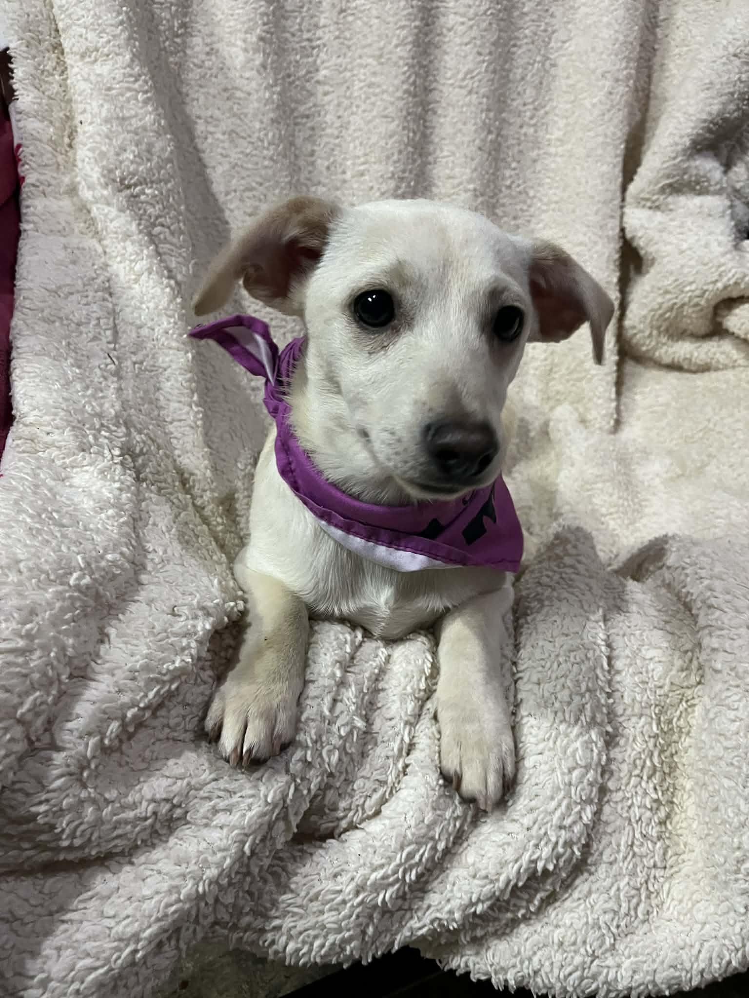 Enlarge JuJu, an adopted mixed breed in Poway, CA image 5/6